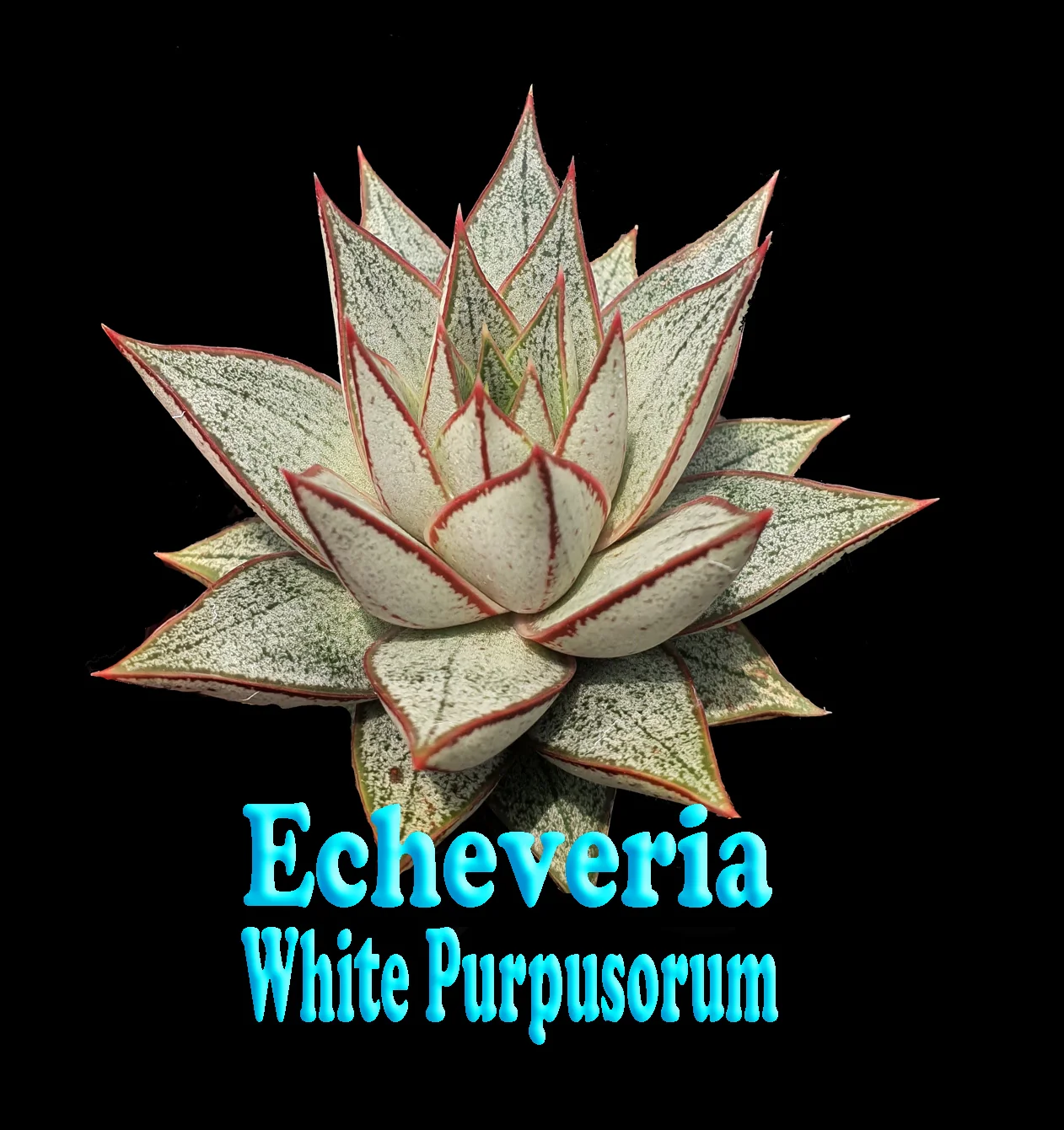 Echeveria purpusorum White Form - Image 4