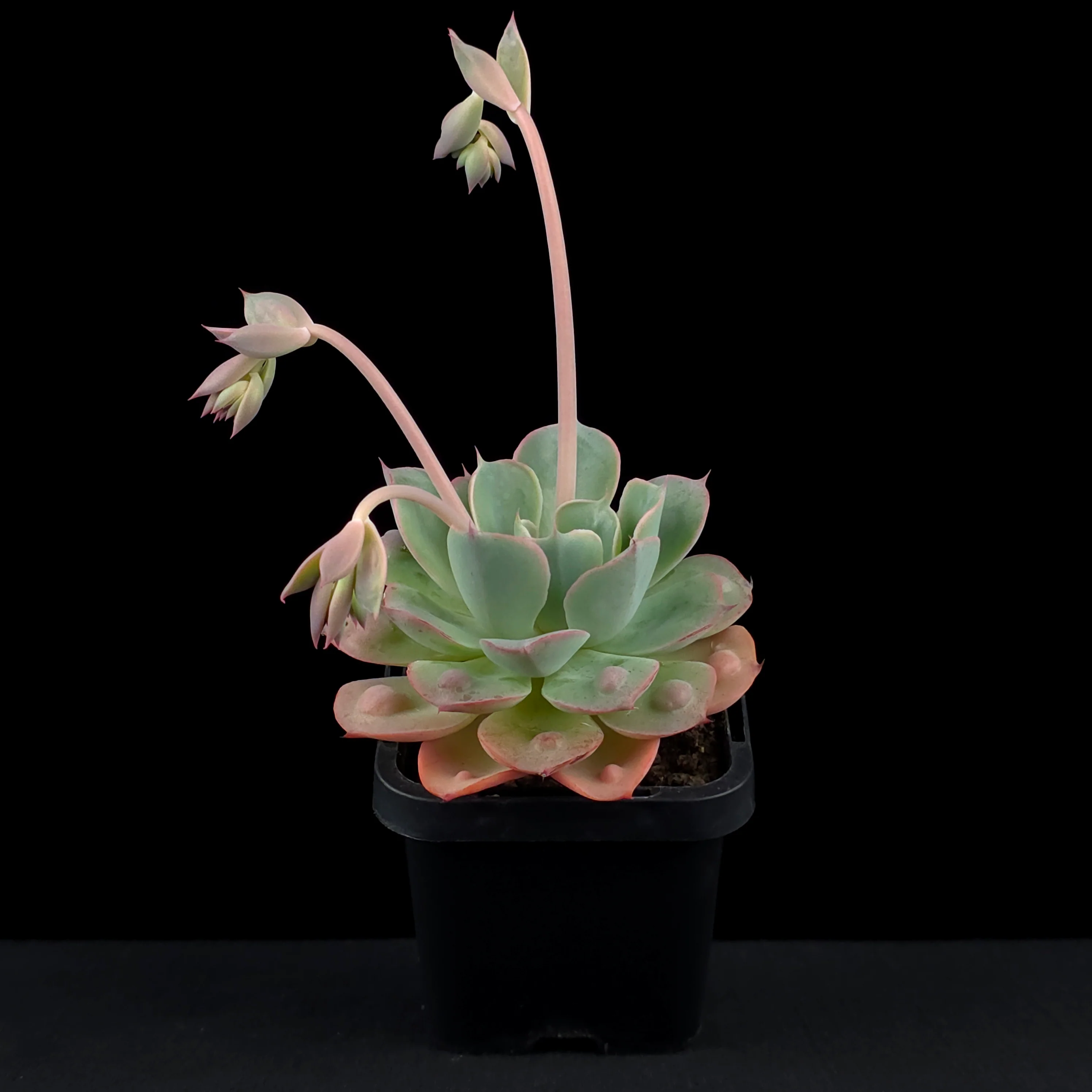 Echeveria 'Raindrops' - Image 3