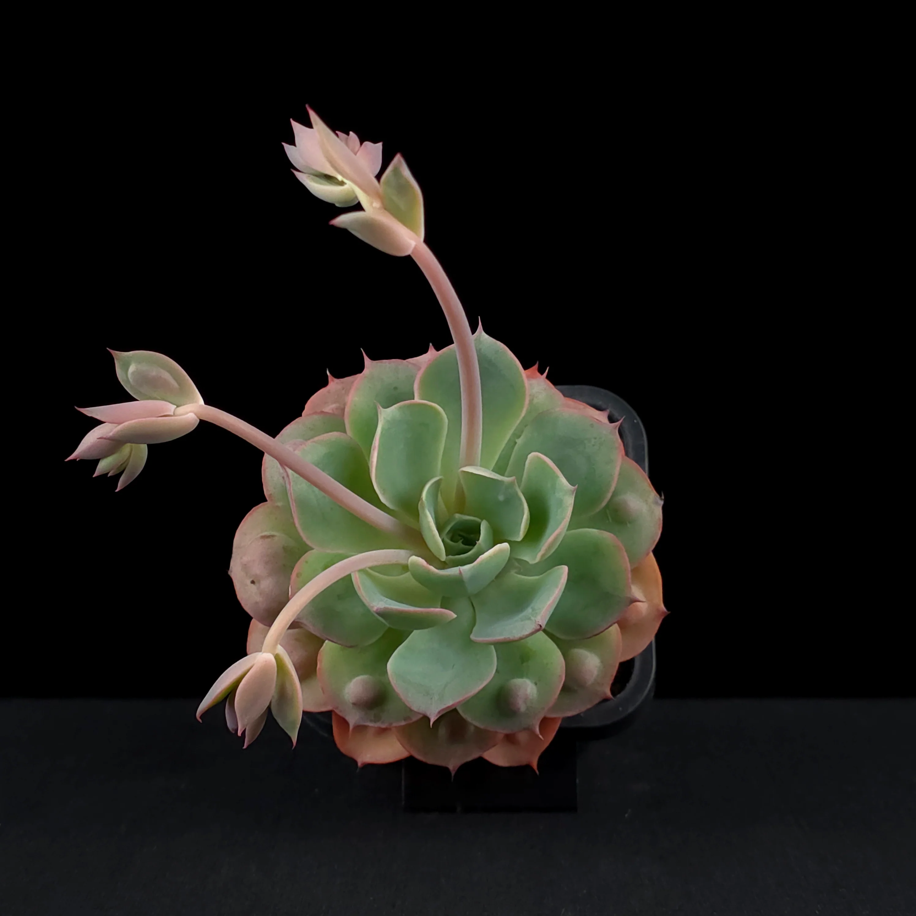 Echeveria 'Raindrops' - Image 4