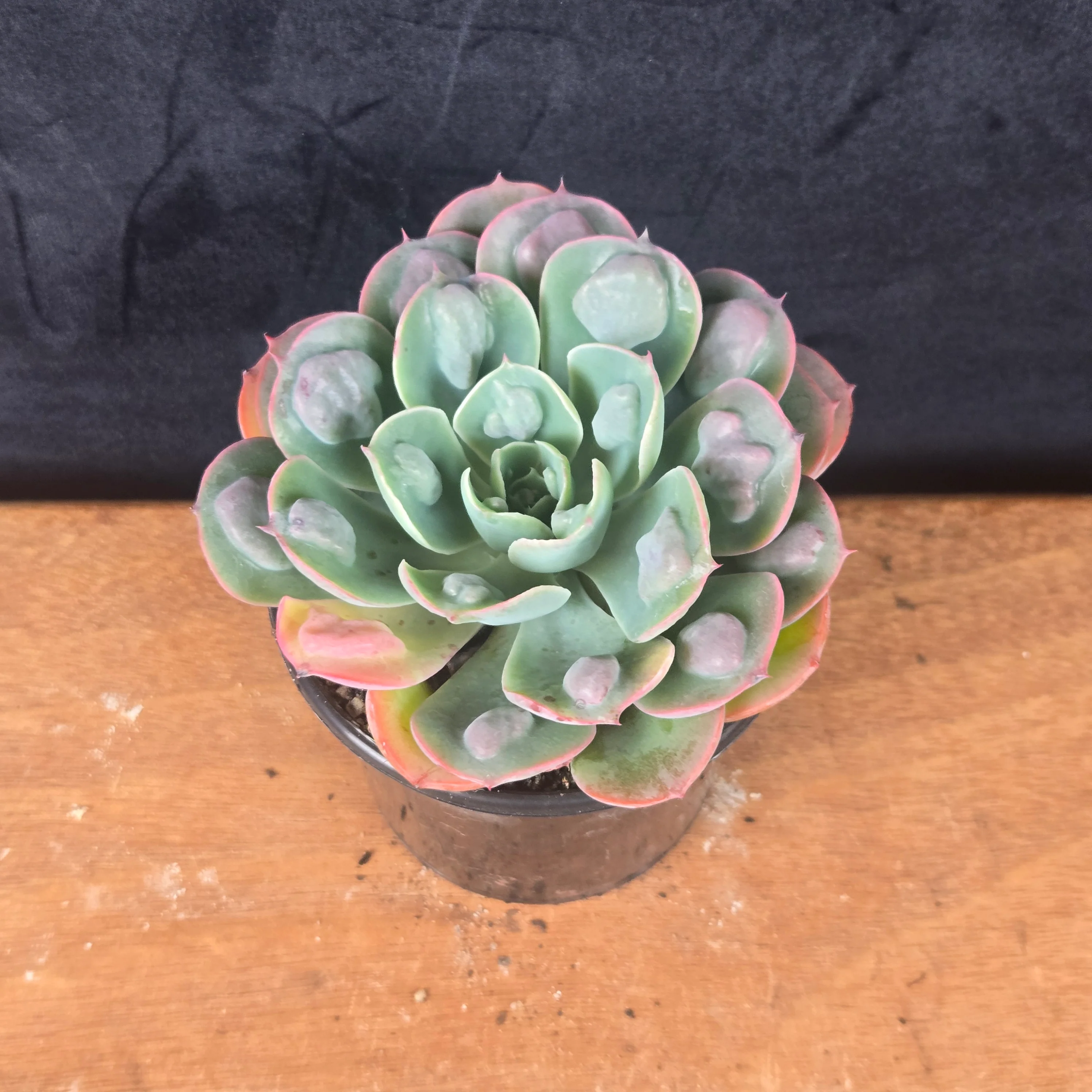 Echeveria 'Raindrops' - Image 5