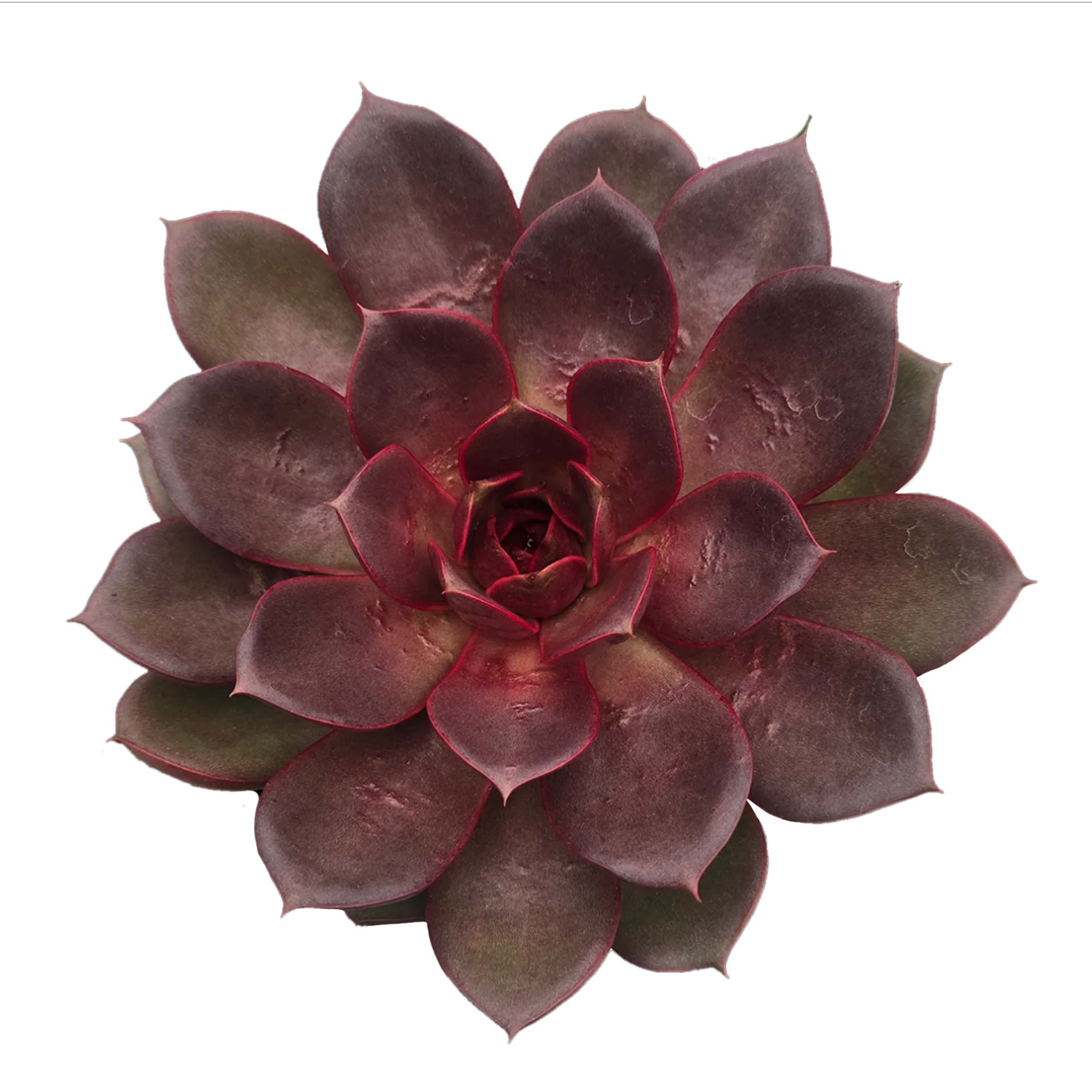 Echeveria 'Red Rose'