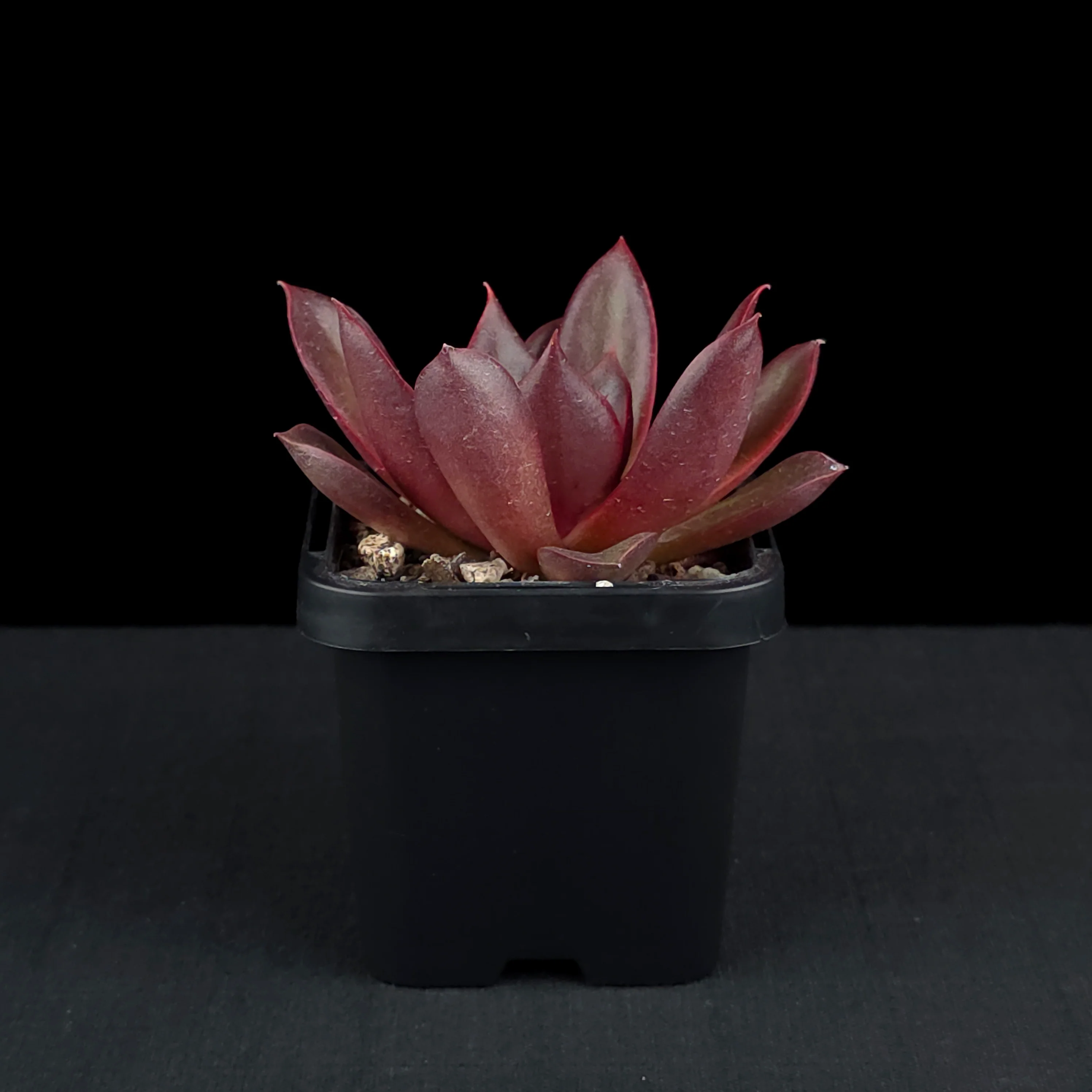 Echeveria 'Red Rose' - Image 2