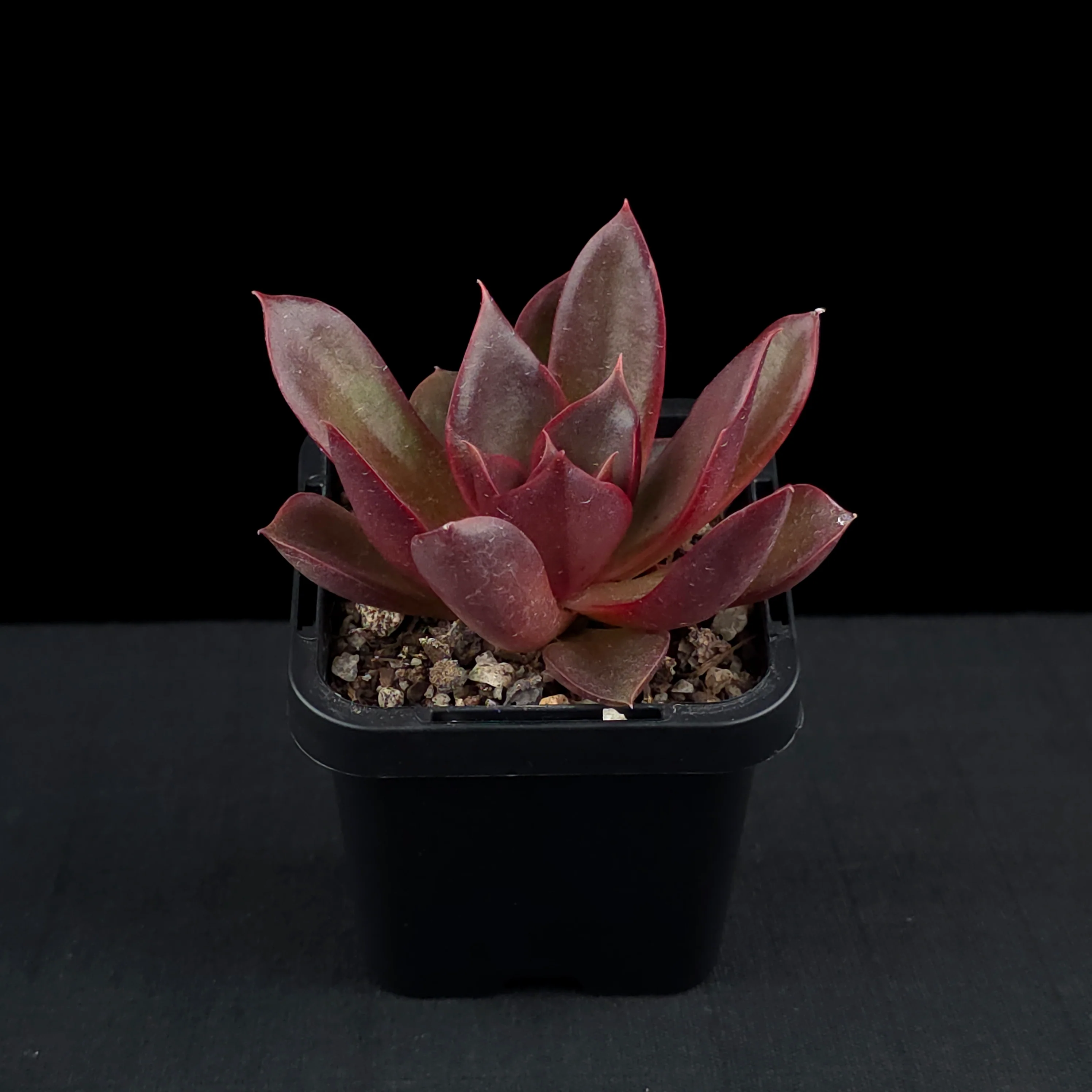 Echeveria 'Red Rose' - Image 3