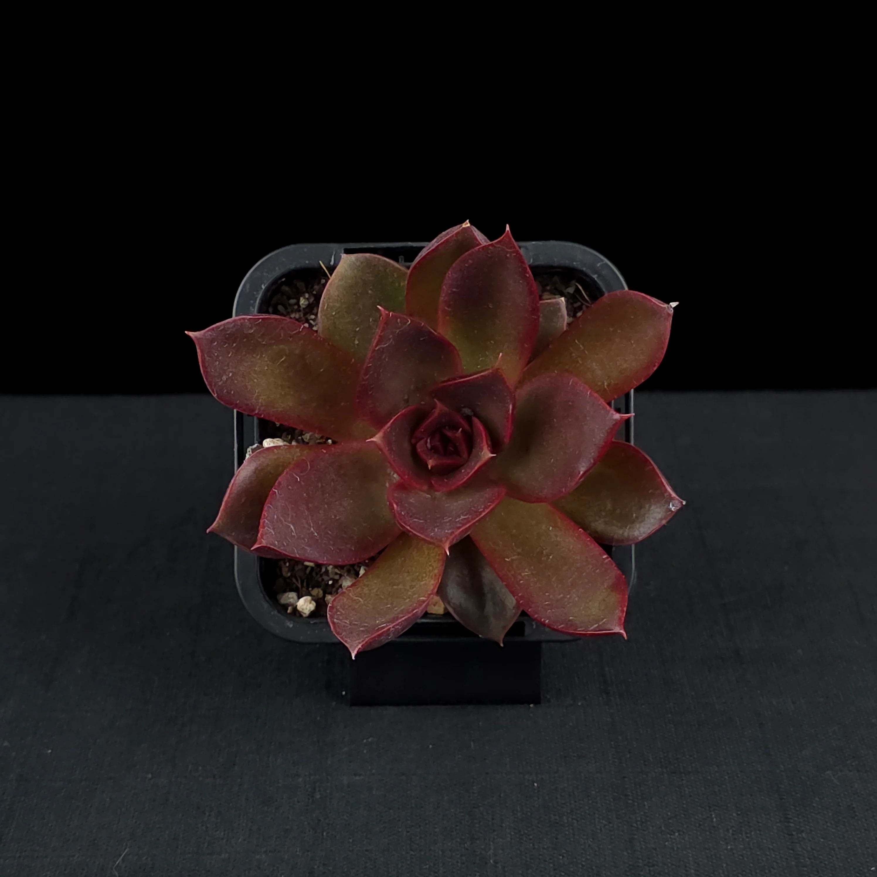 Echeveria 'Red Rose' - Image 4
