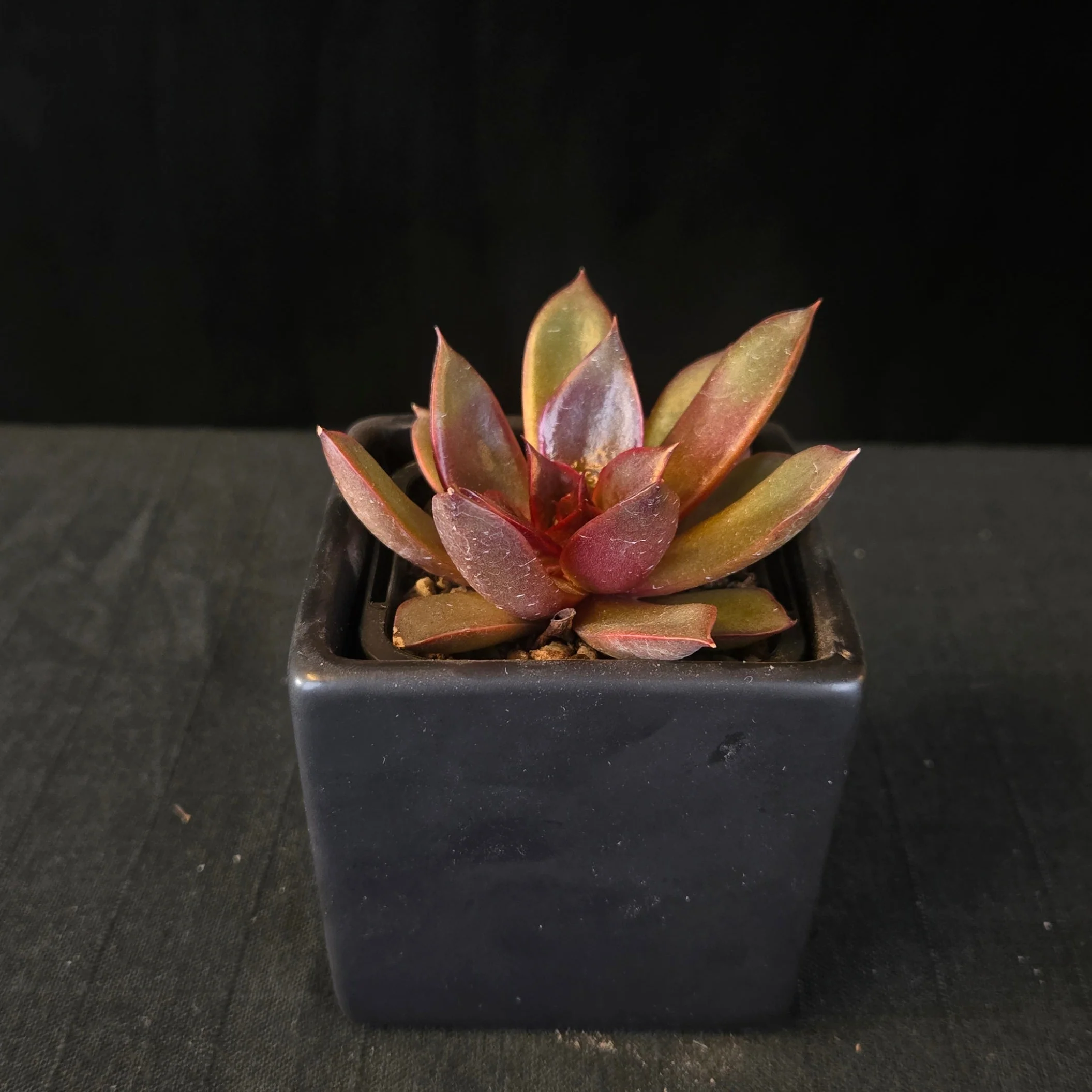 Echeveria 'Red Rose' - Image 5