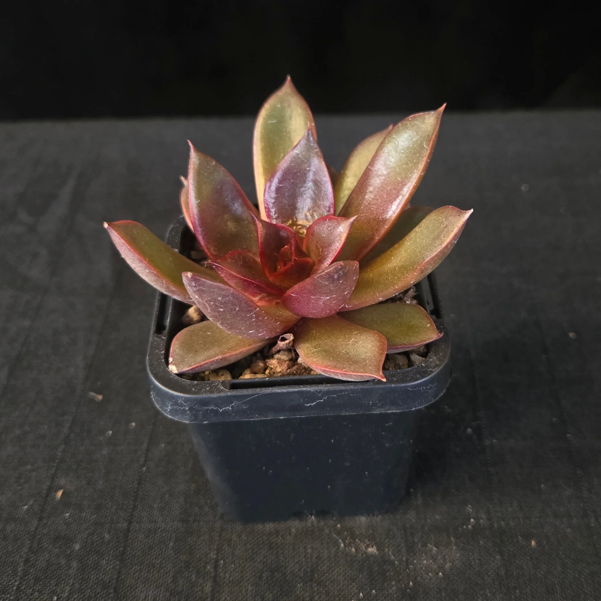 Echeveria 'Red Rose' - Image 6