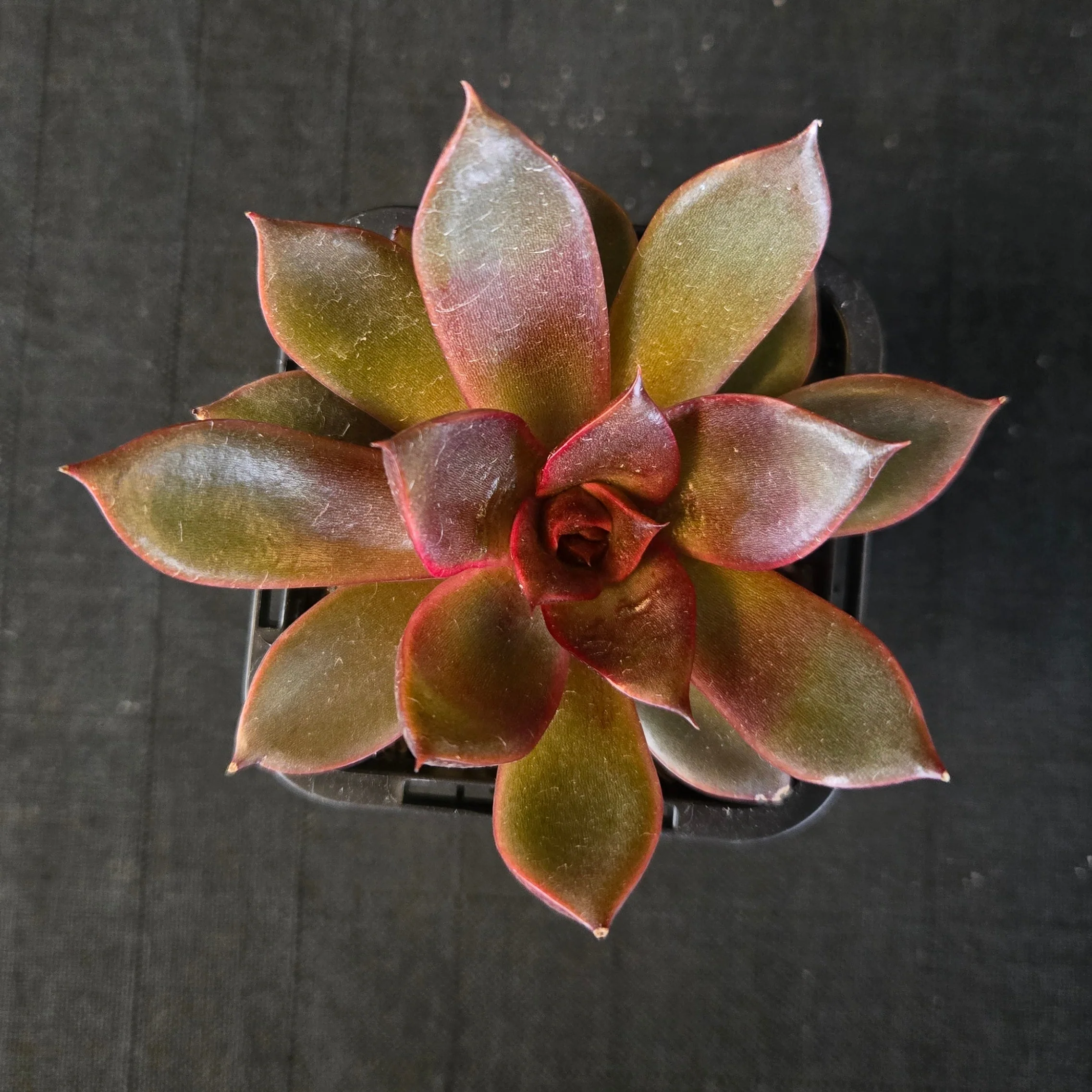 Echeveria 'Red Rose' - Image 7