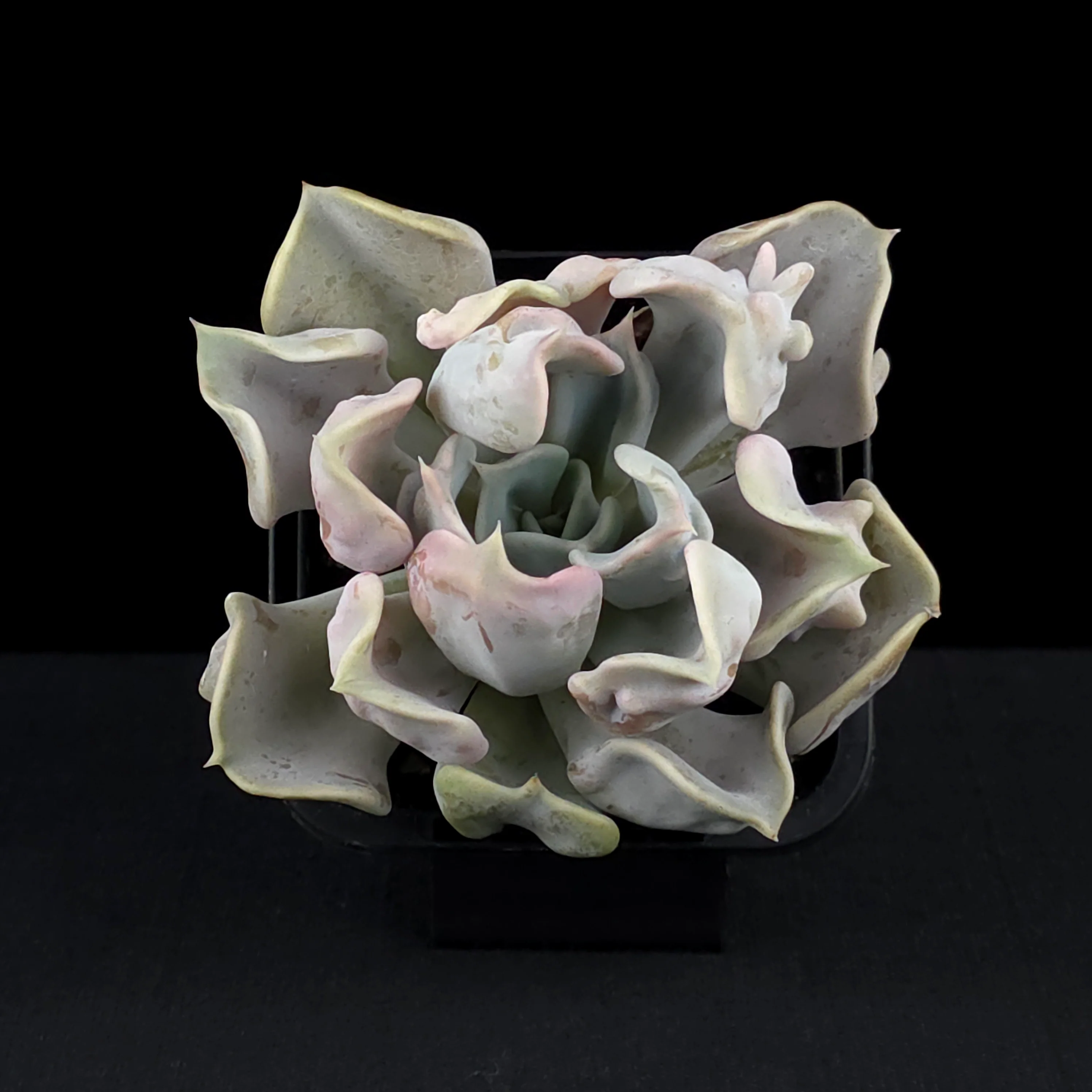 Echeveria 'Thriller Pearl' - Image 3