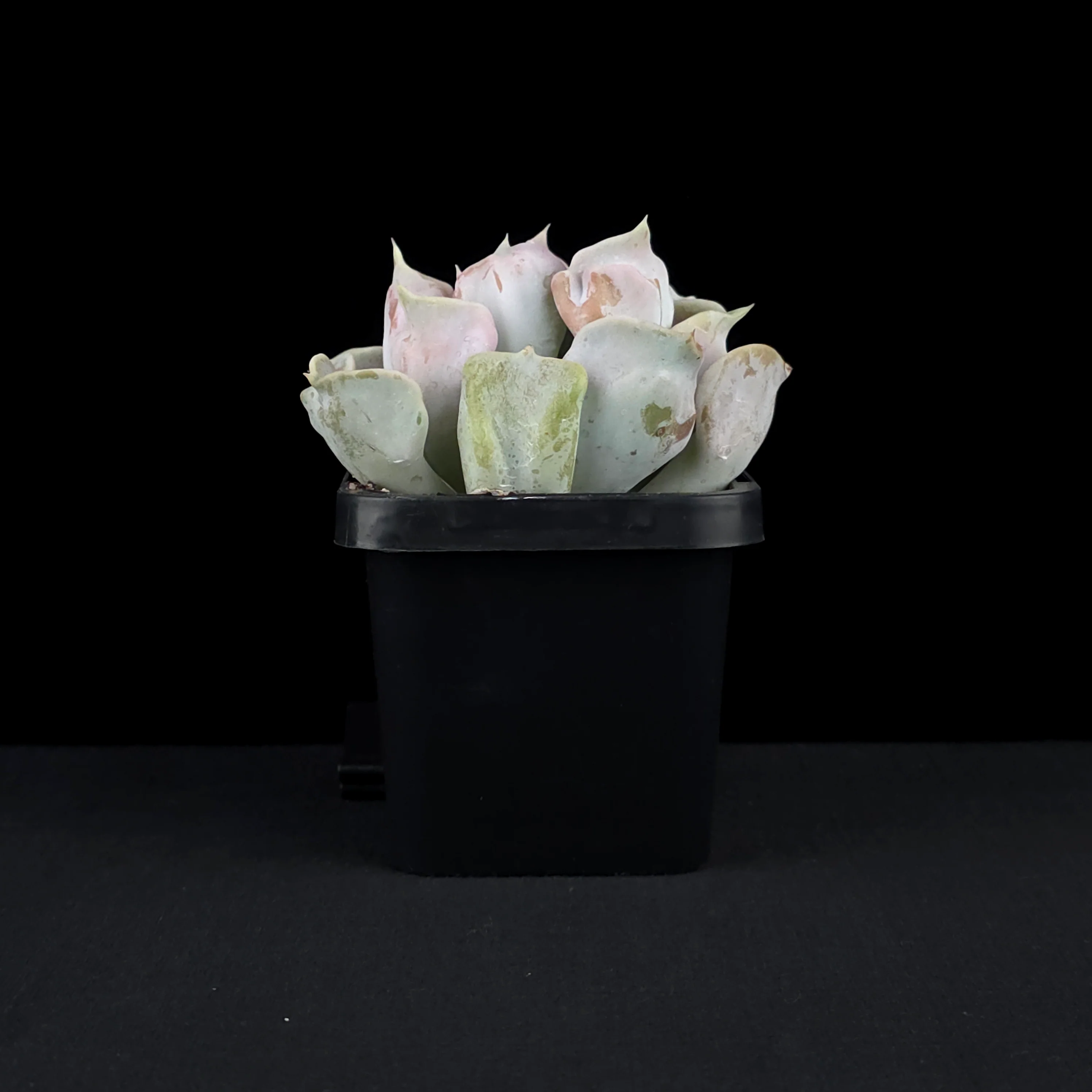 Echeveria 'Thriller Pearl' - Image 4