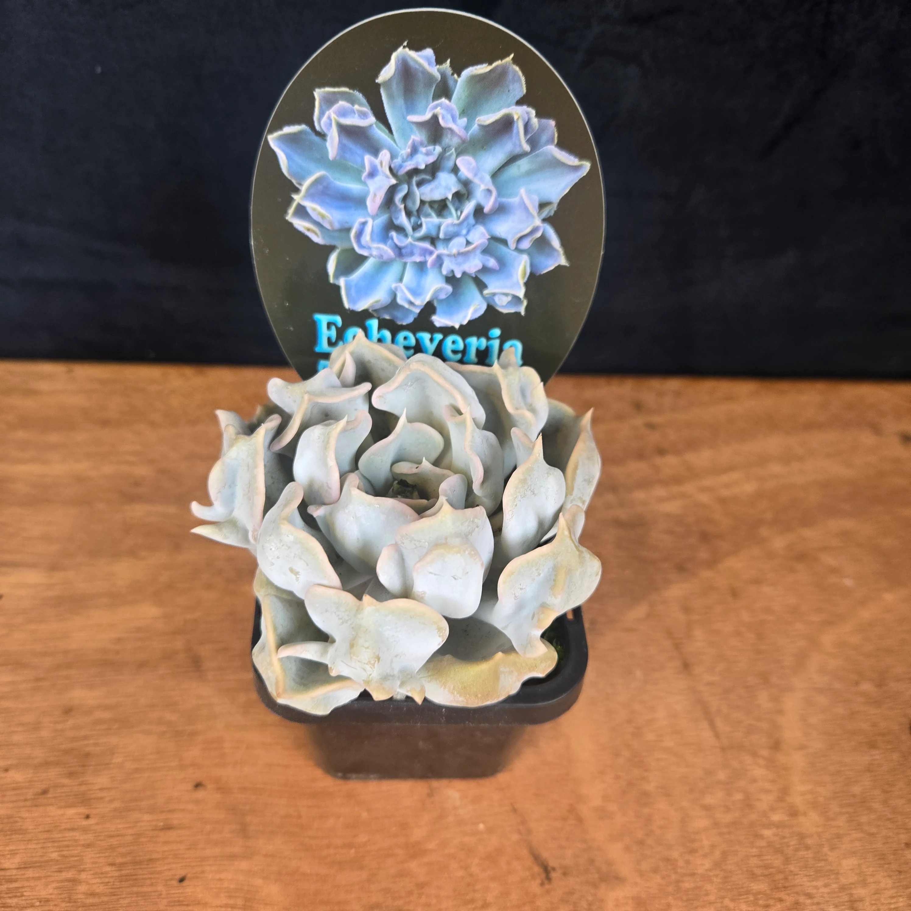 Echeveria 'Thriller Pearl' - Image 5