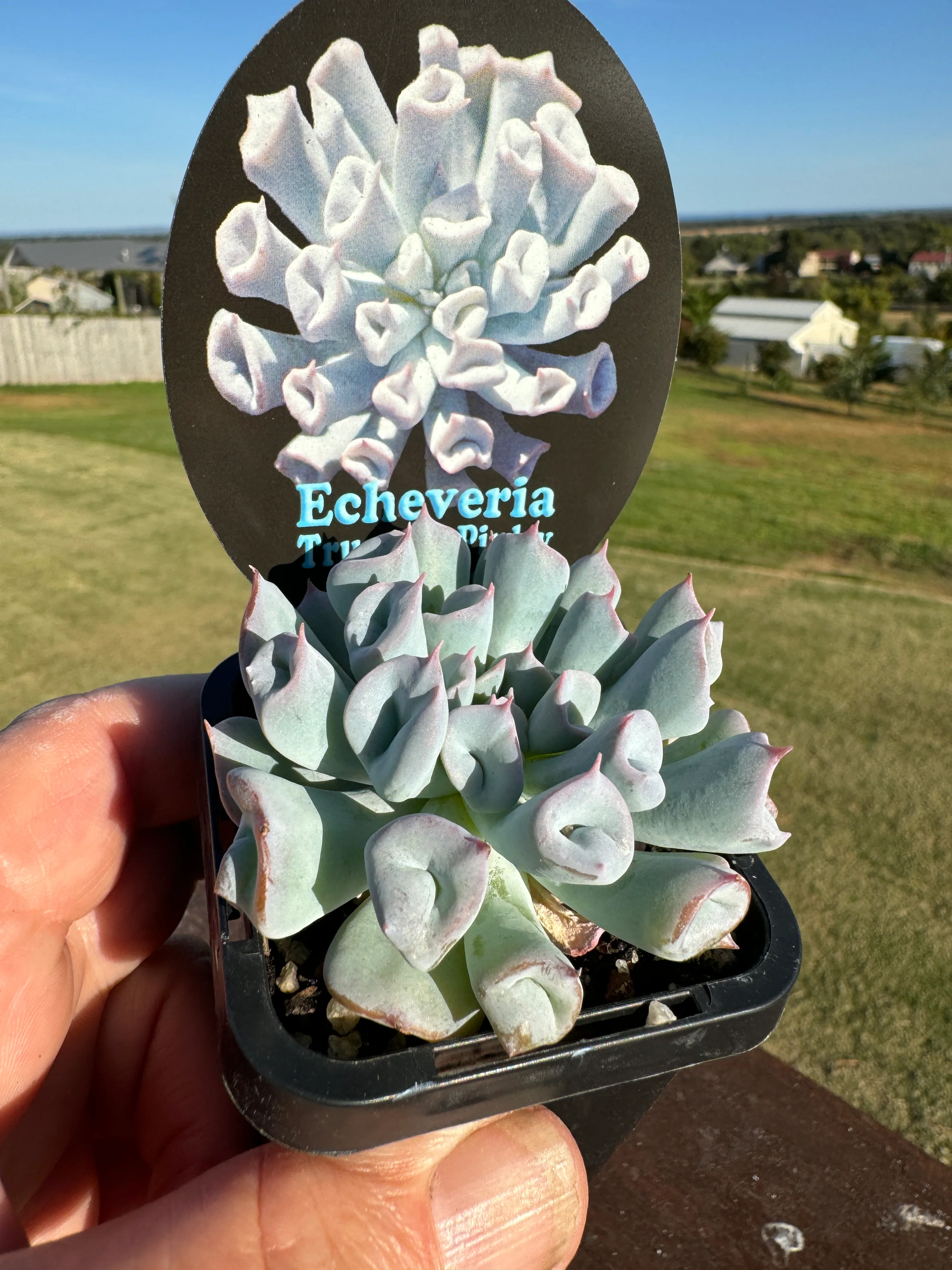 Echeveria Trumpet Pinky - Blue Form - Image 3