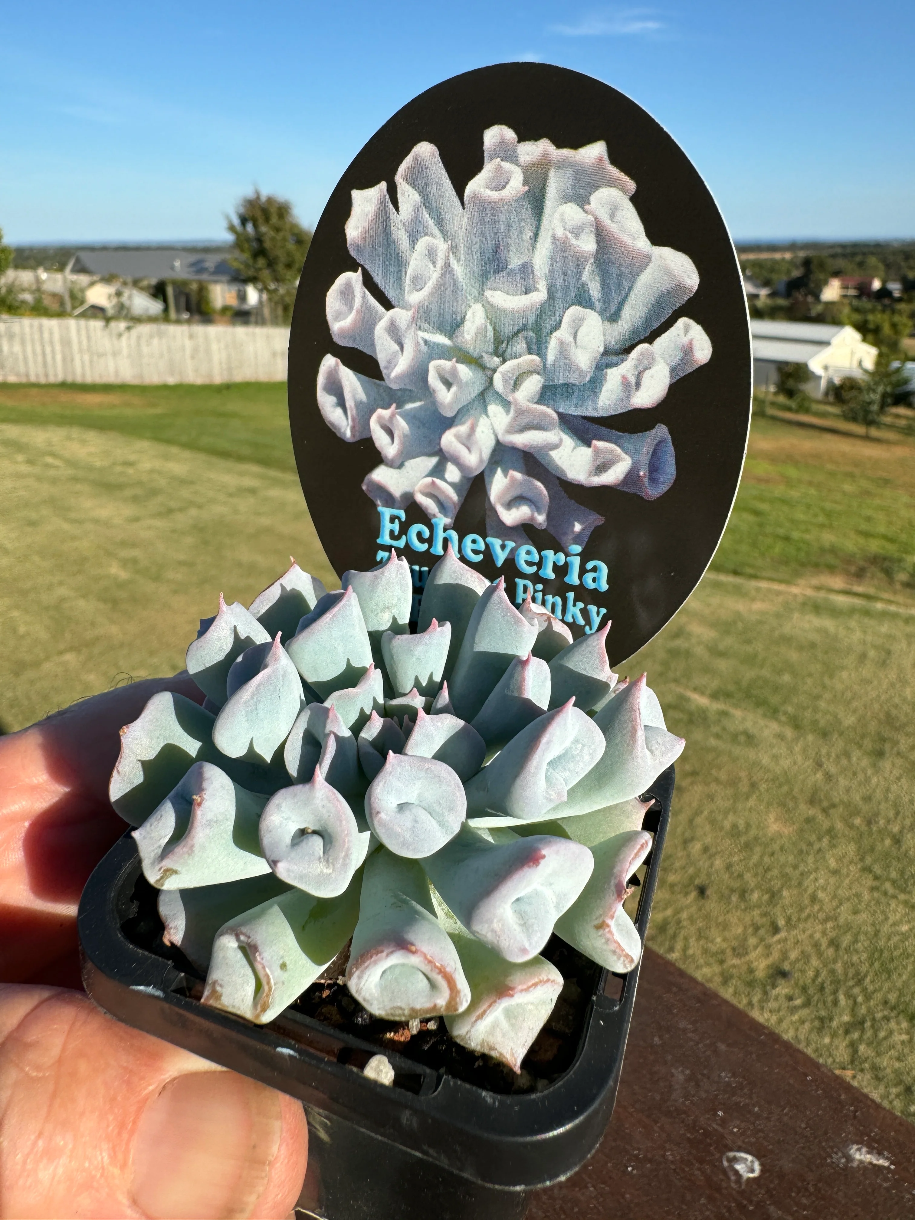 Echeveria Trumpet Pinky - Blue Form - Image 4