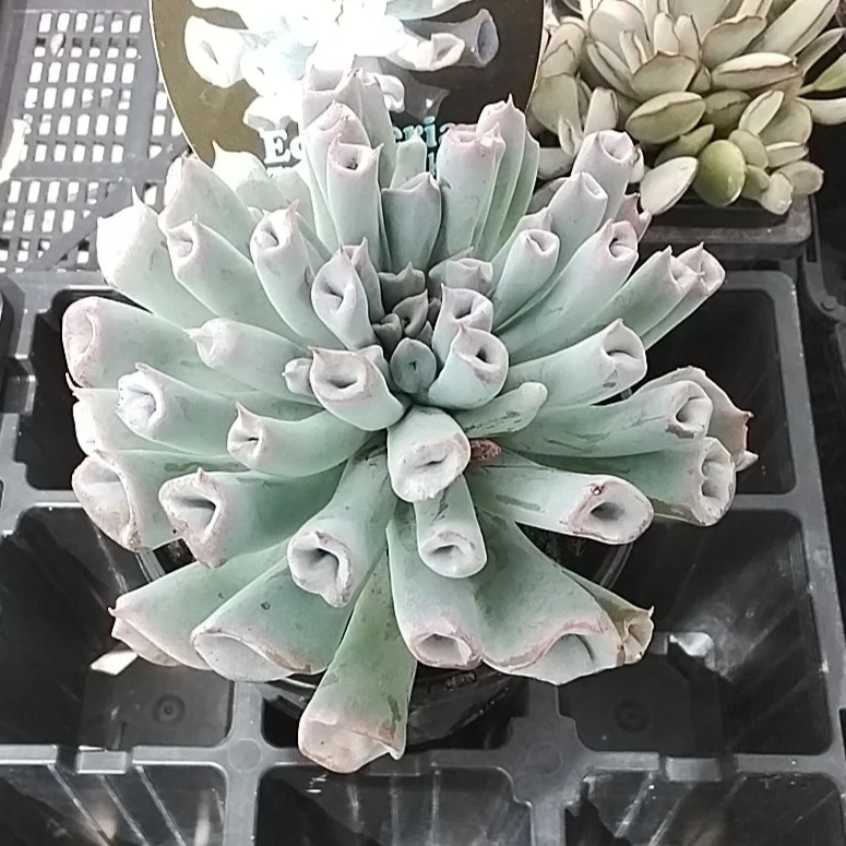 Echeveria Trumpet Pinky - Blue Form - Image 5