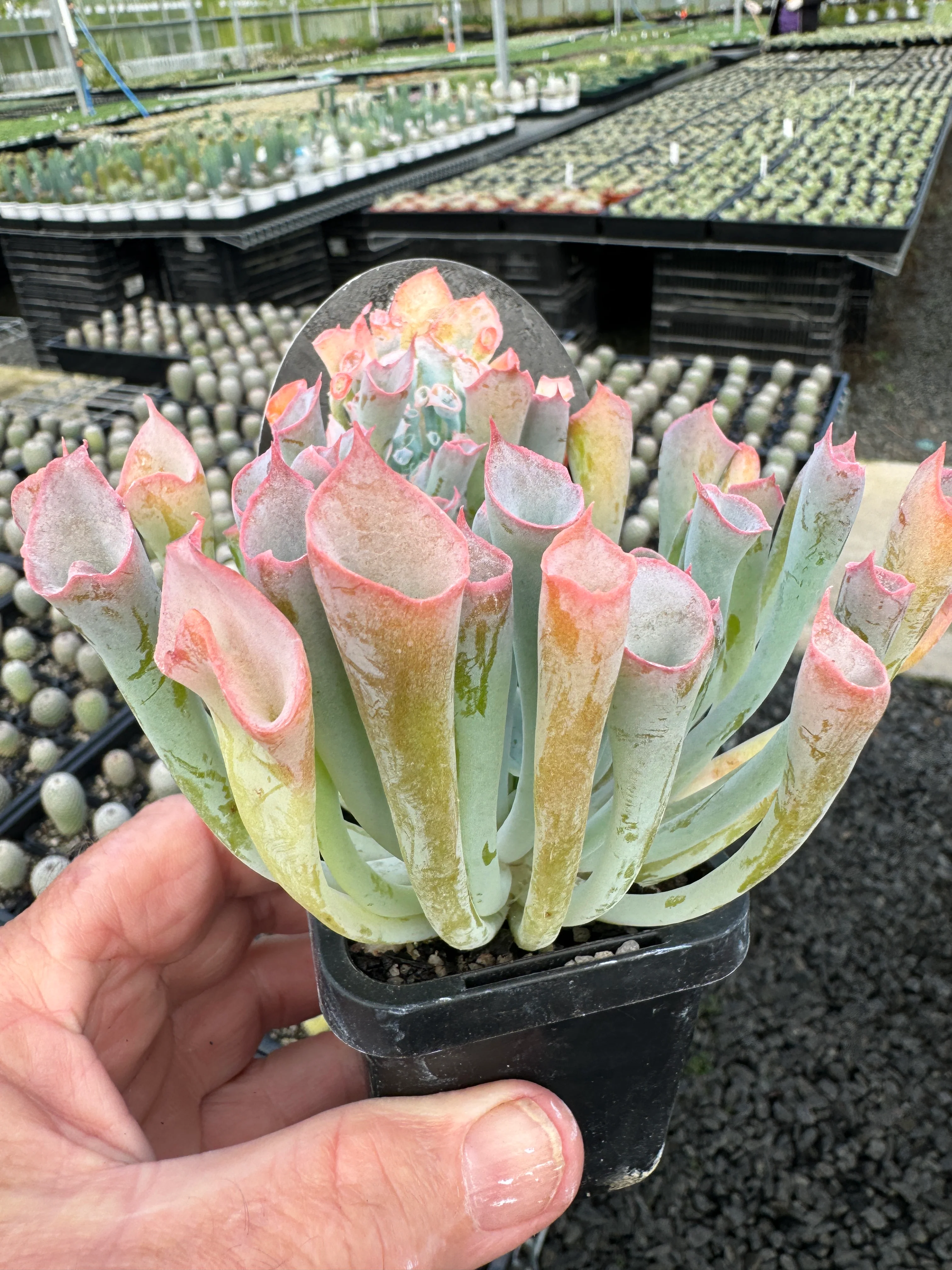 Echeveria Trumpet Pinky - Pink Form - Image 3
