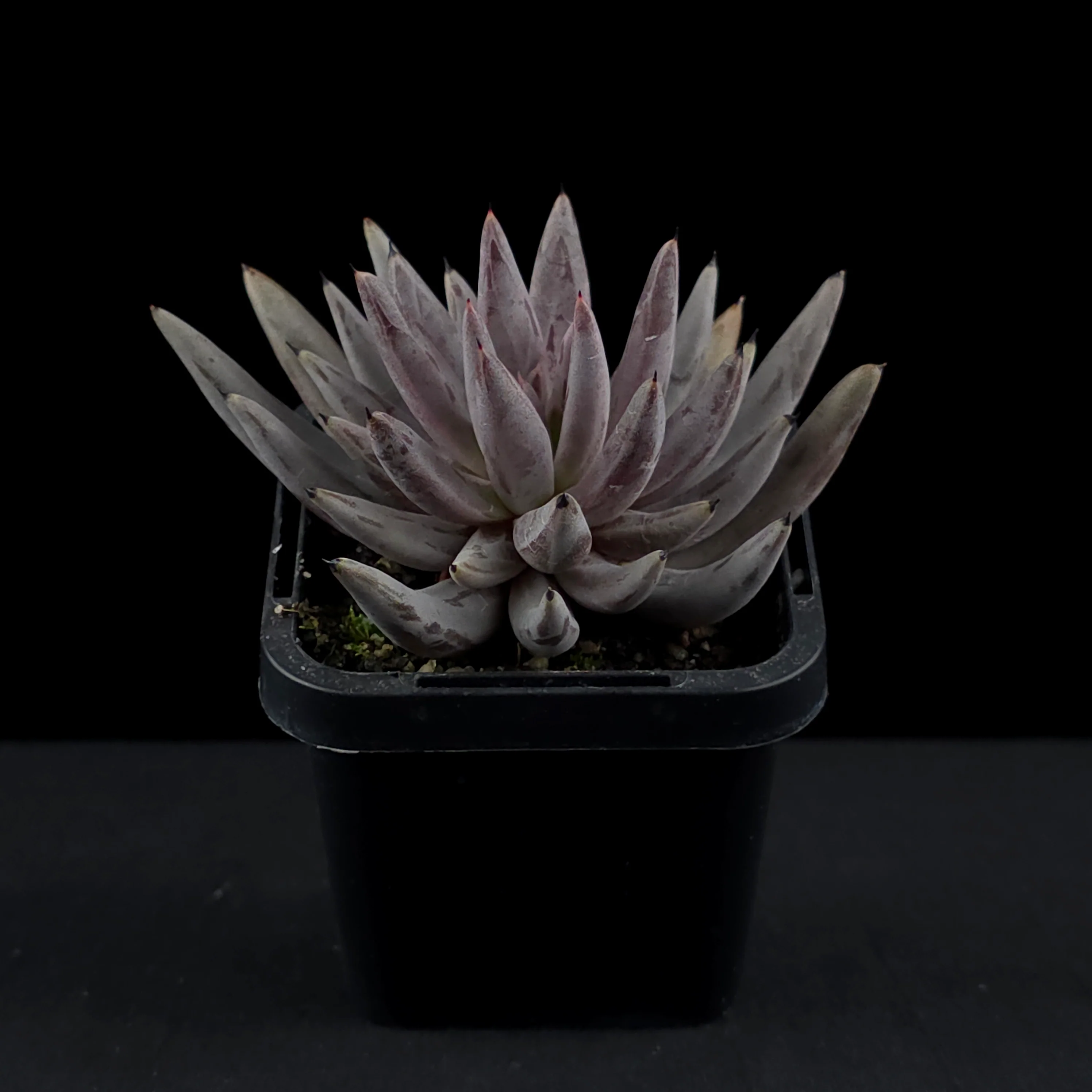 Echeveria unguiculata - Image 3