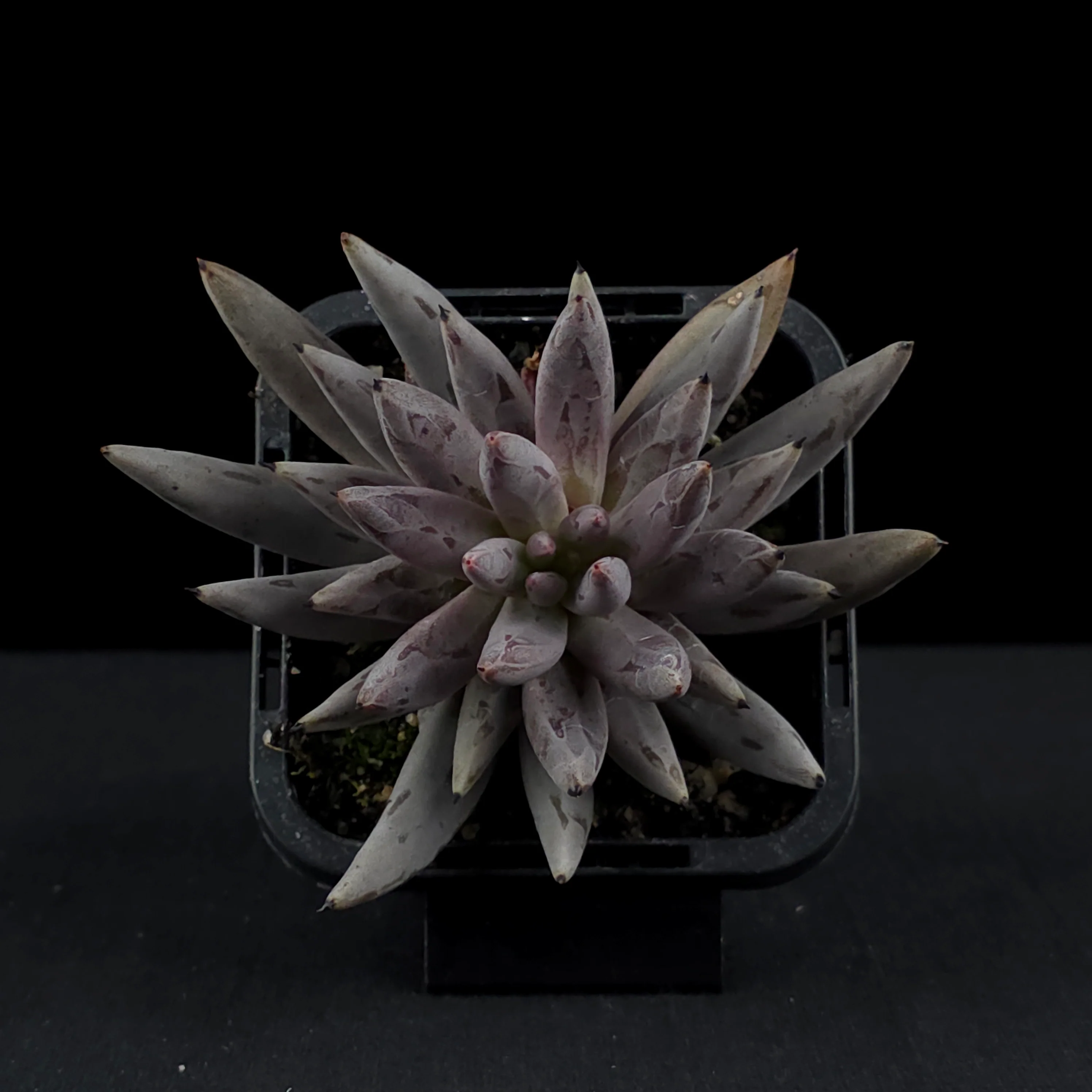 Echeveria unguiculata - Image 4