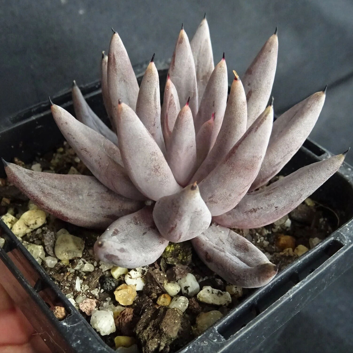 Echeveria unguiculata - Image 5