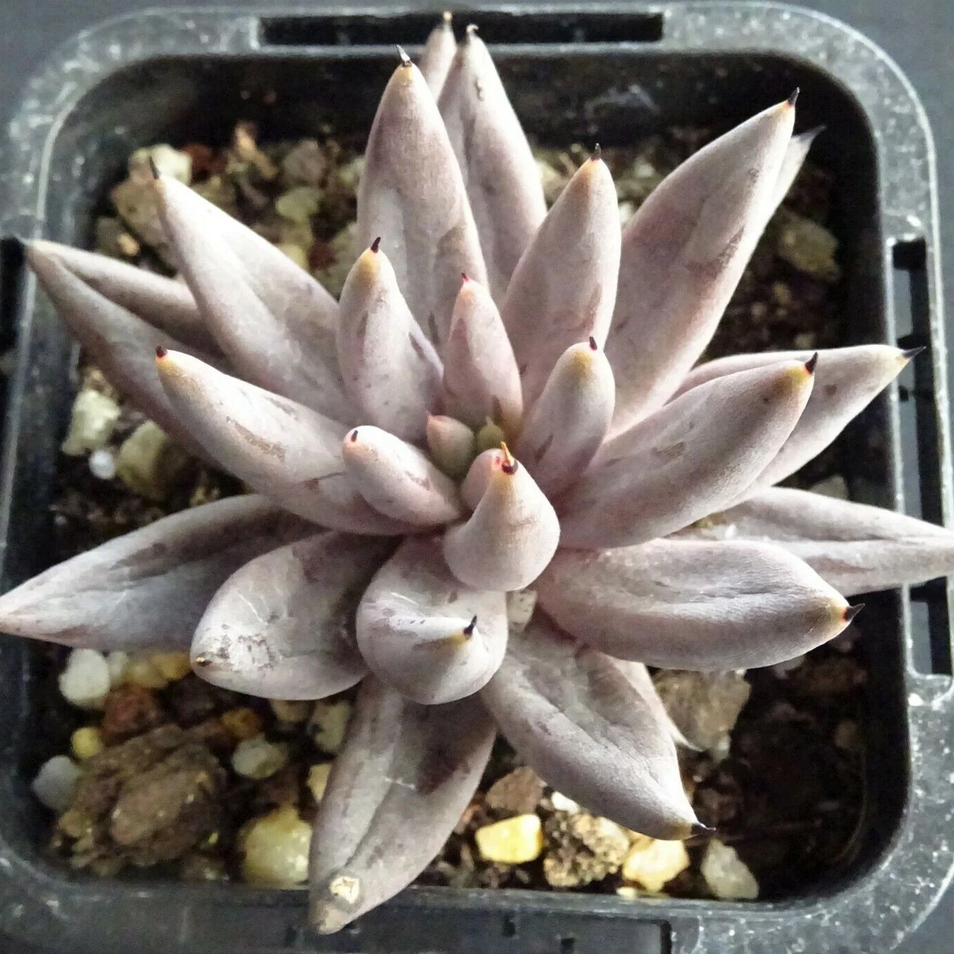 Echeveria unguiculata - Image 6