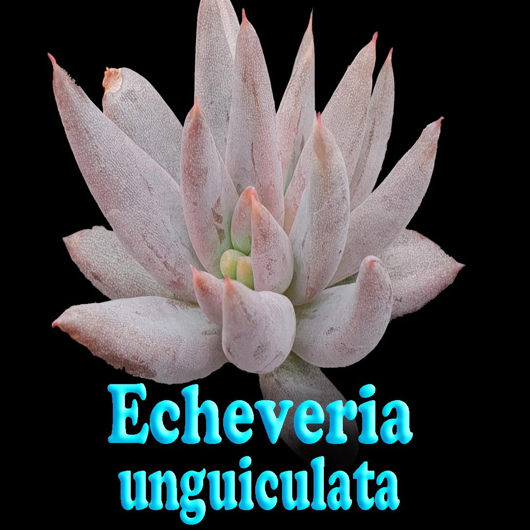 Echeveria unguiculata - Image 7