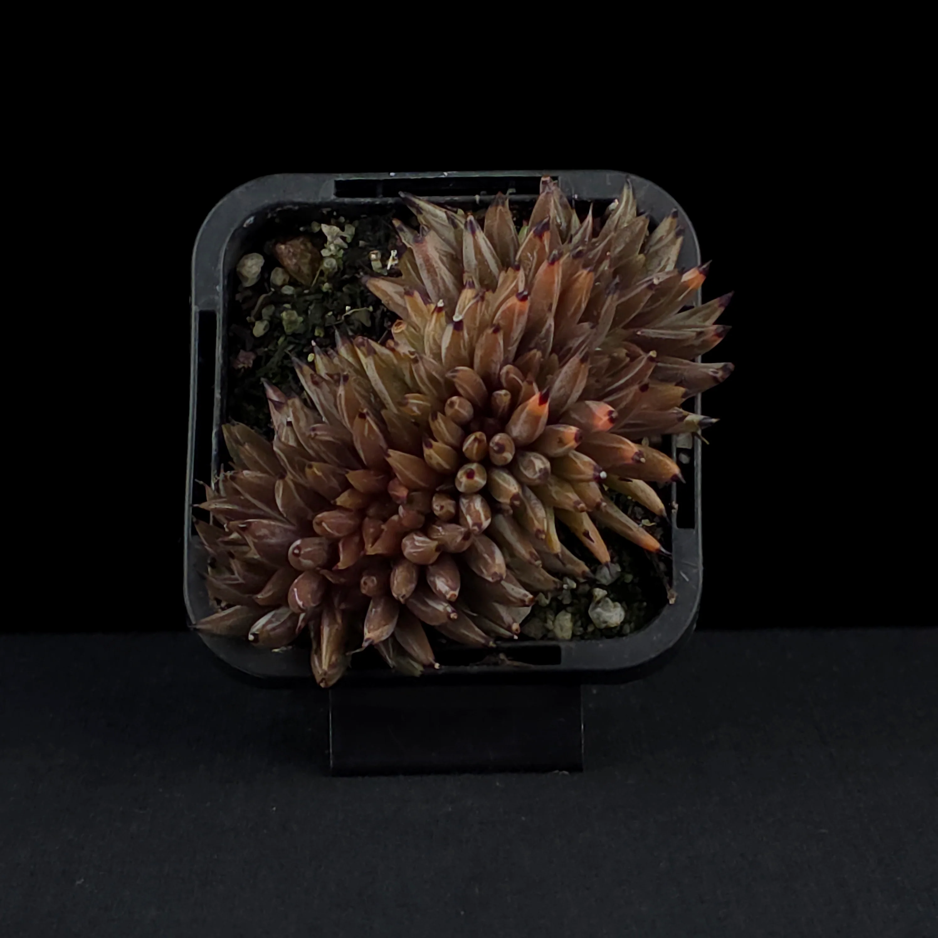 Echeveria unguiculata - Crested Form - Image 4