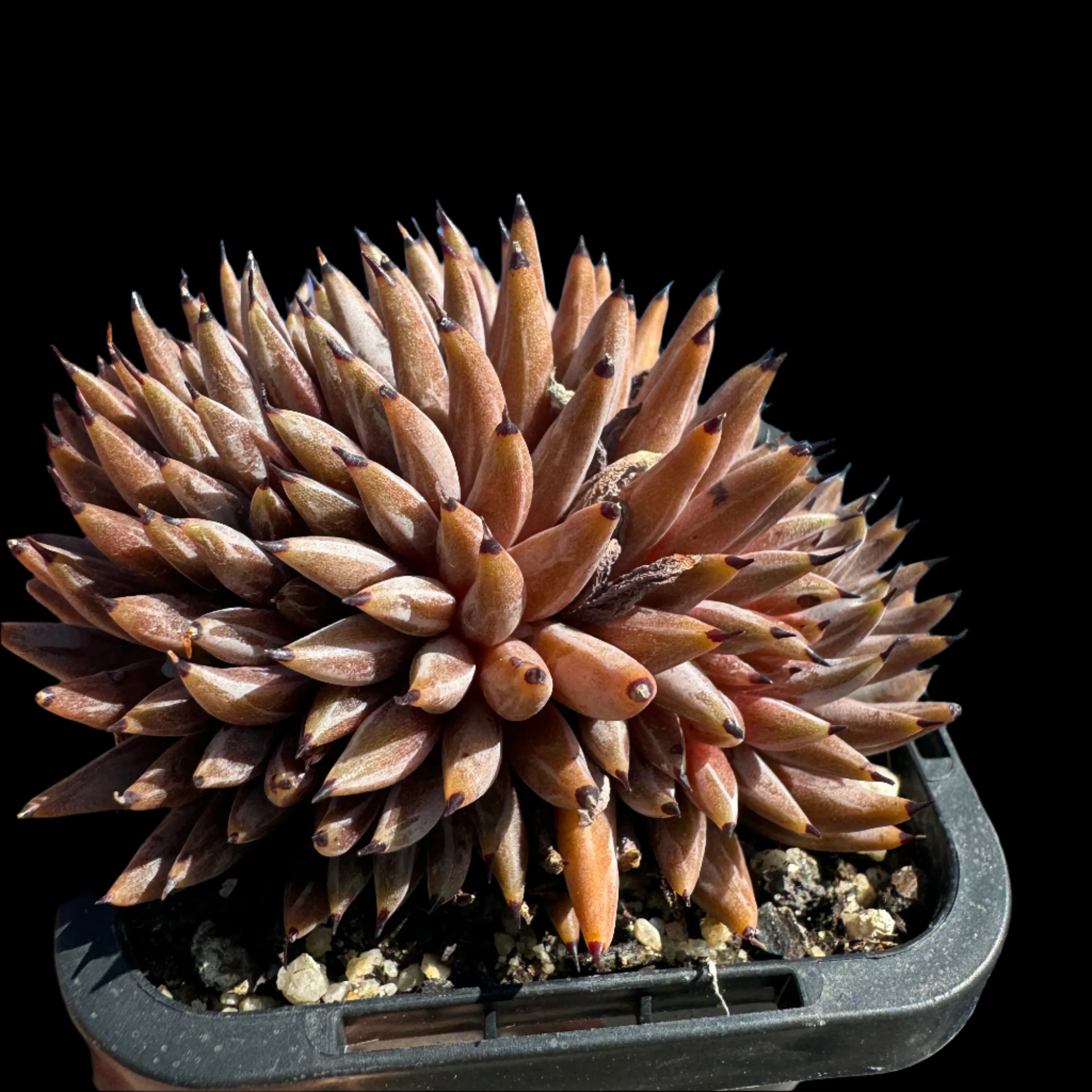 Echeveria unguiculata - Crested Form - Image 5