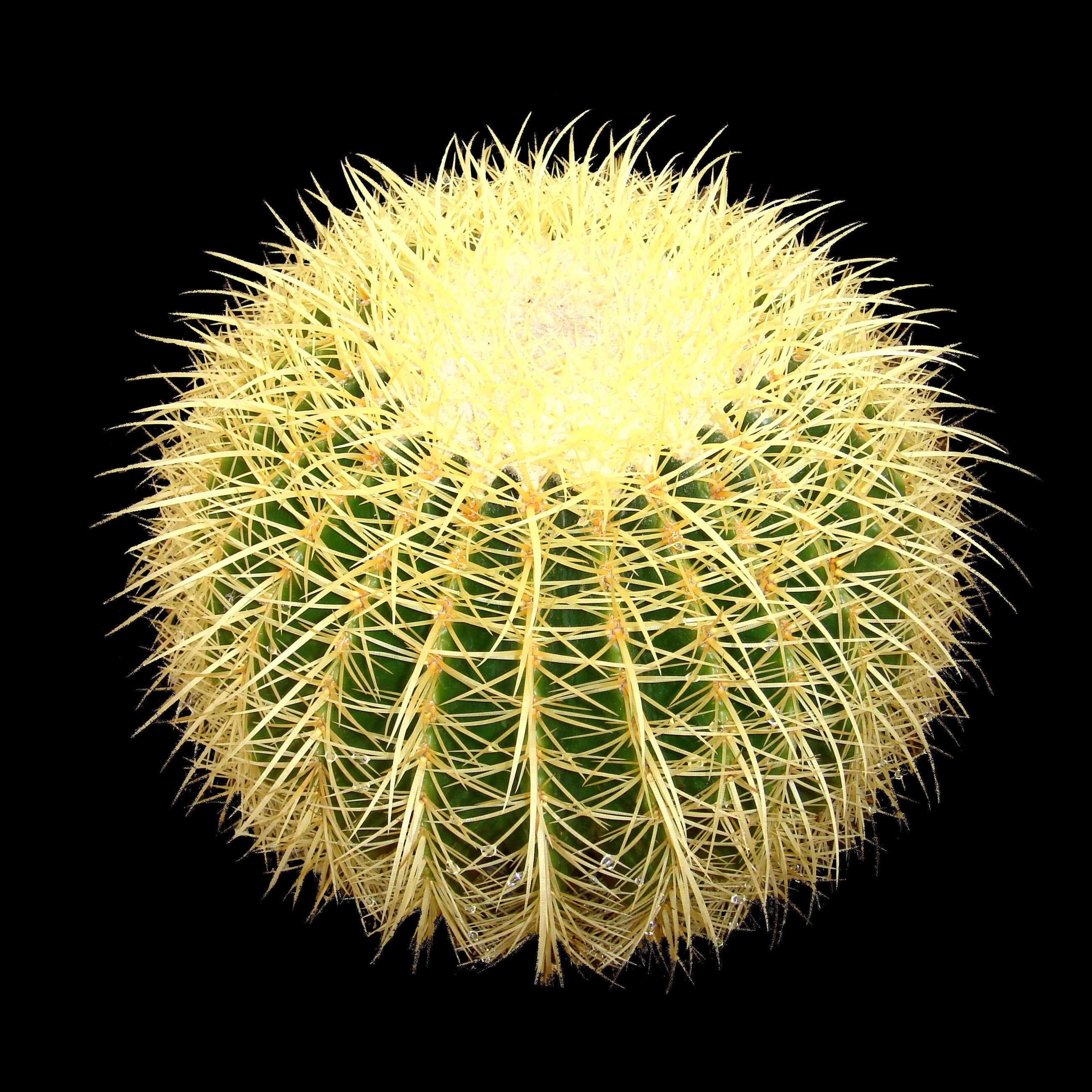 Echinocactus grusonii - Golden Barrel Cactus