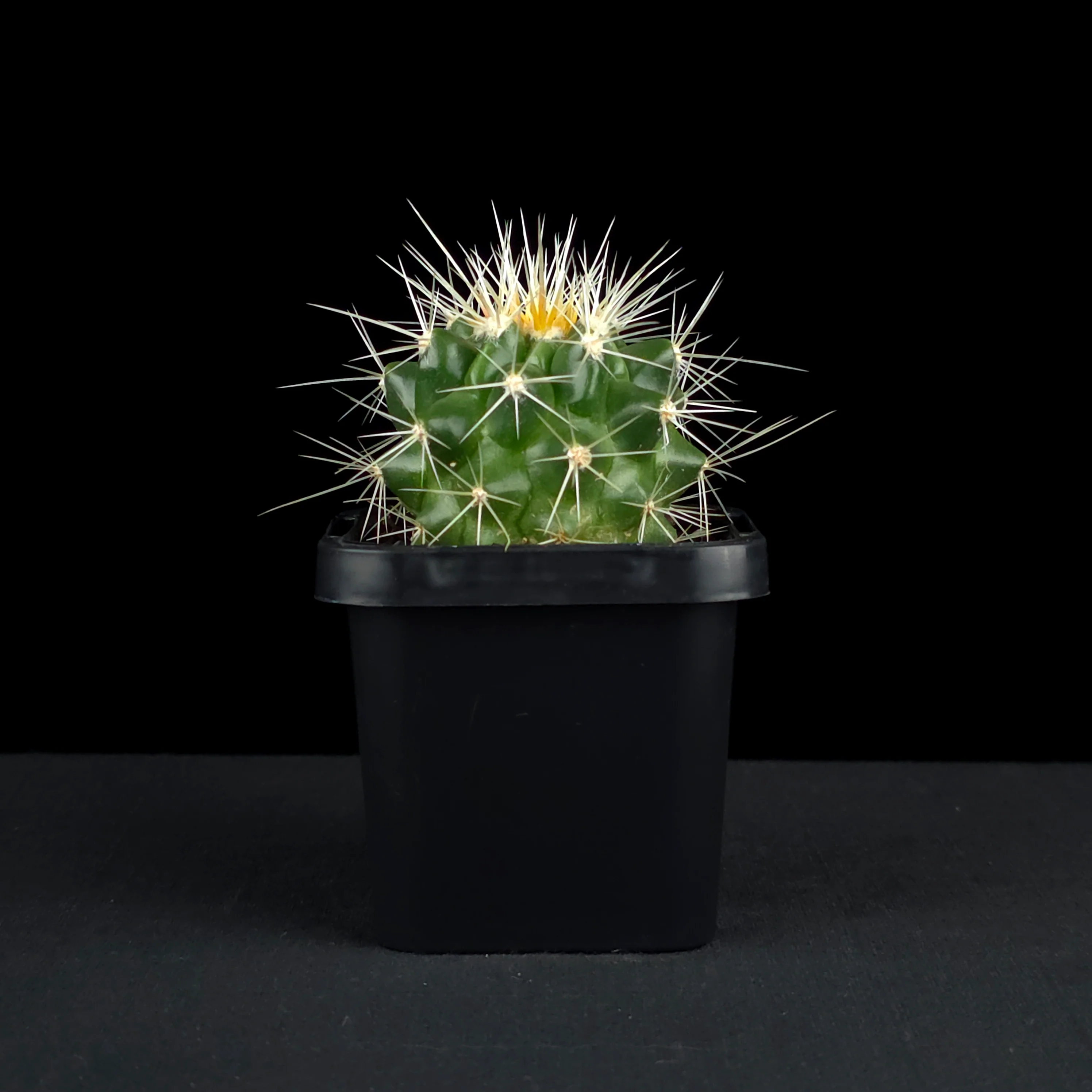 Echinocactus grusonii - Golden Barrel Cactus - Image 2