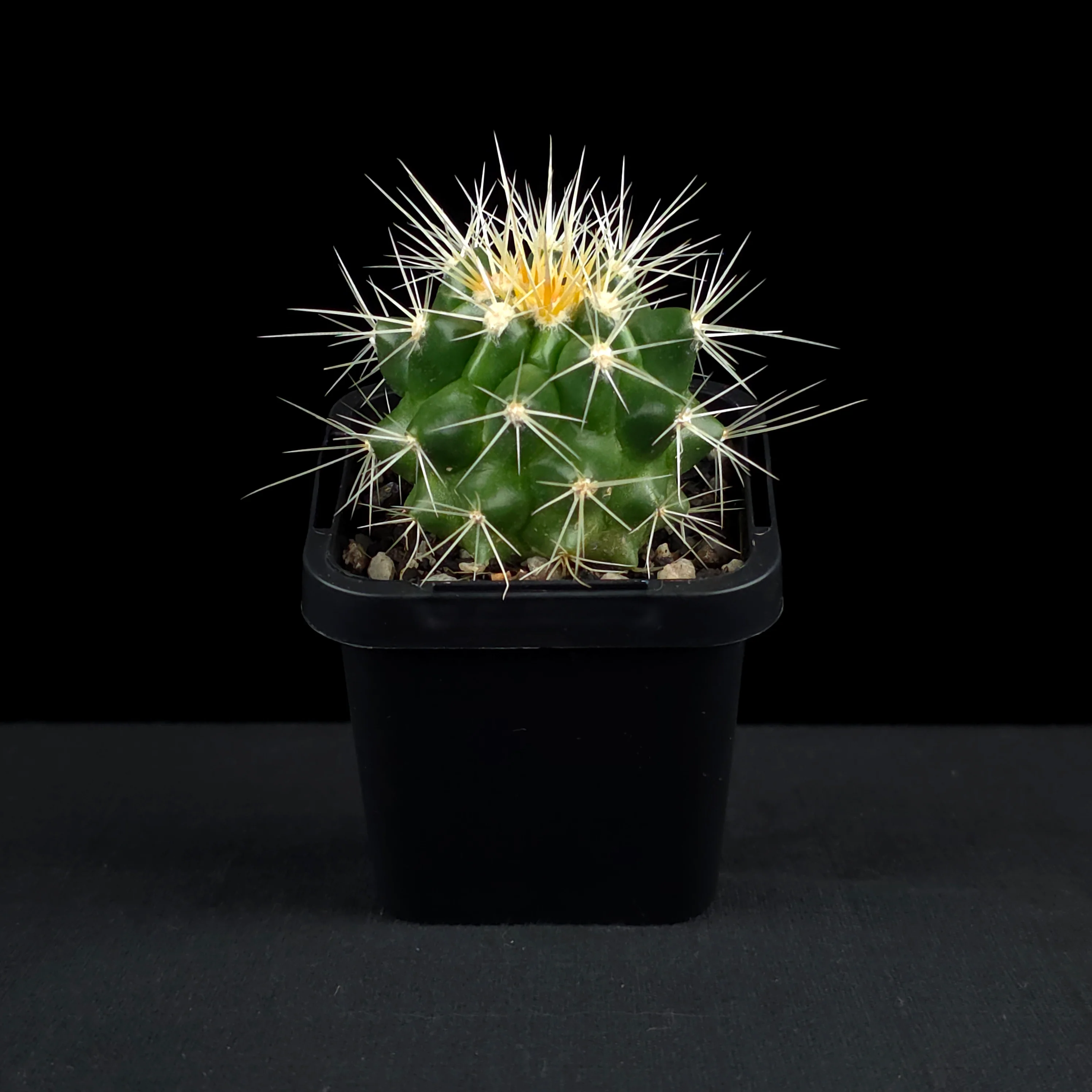 Echinocactus grusonii - Golden Barrel Cactus - Image 3