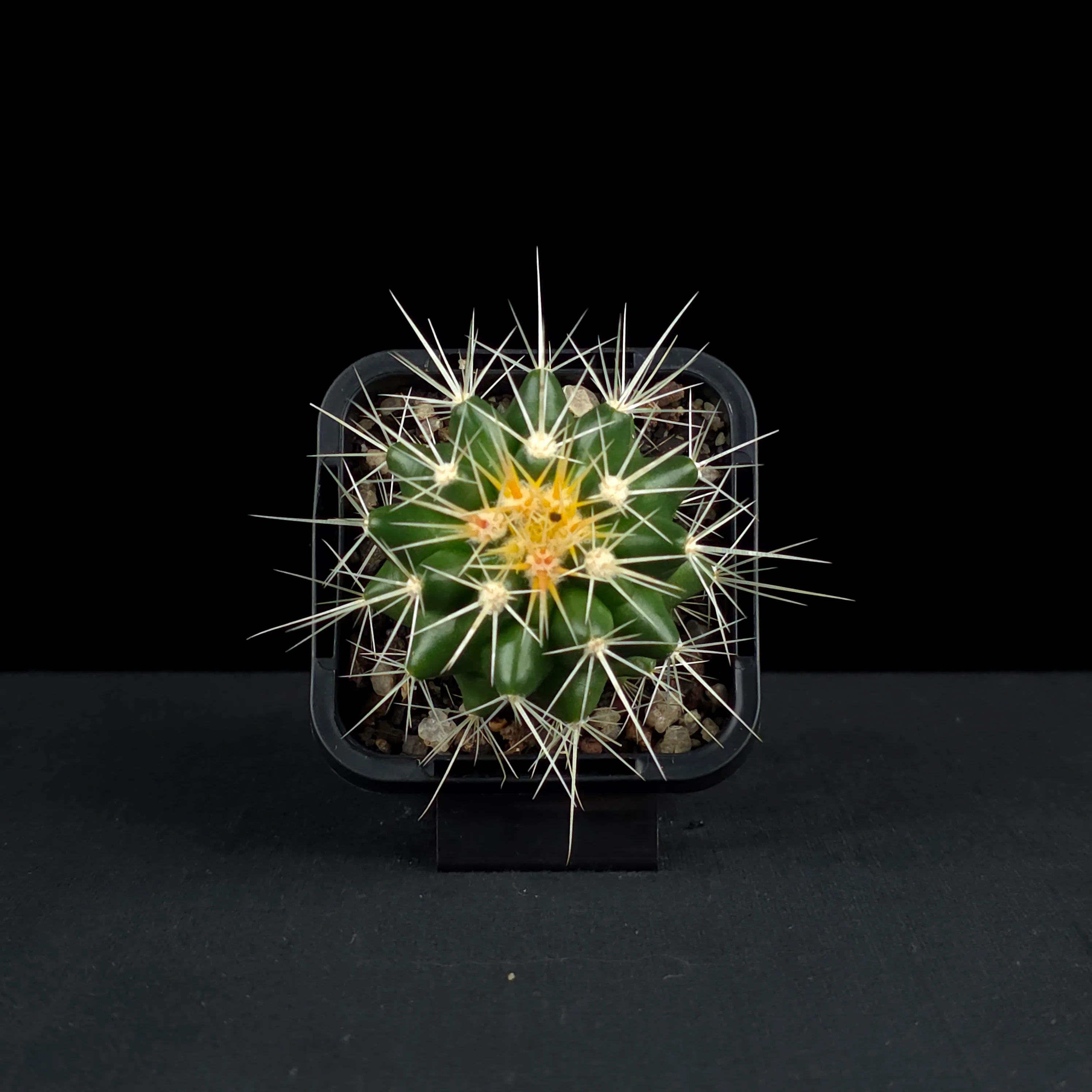 Echinocactus grusonii - Golden Barrel Cactus - Image 4