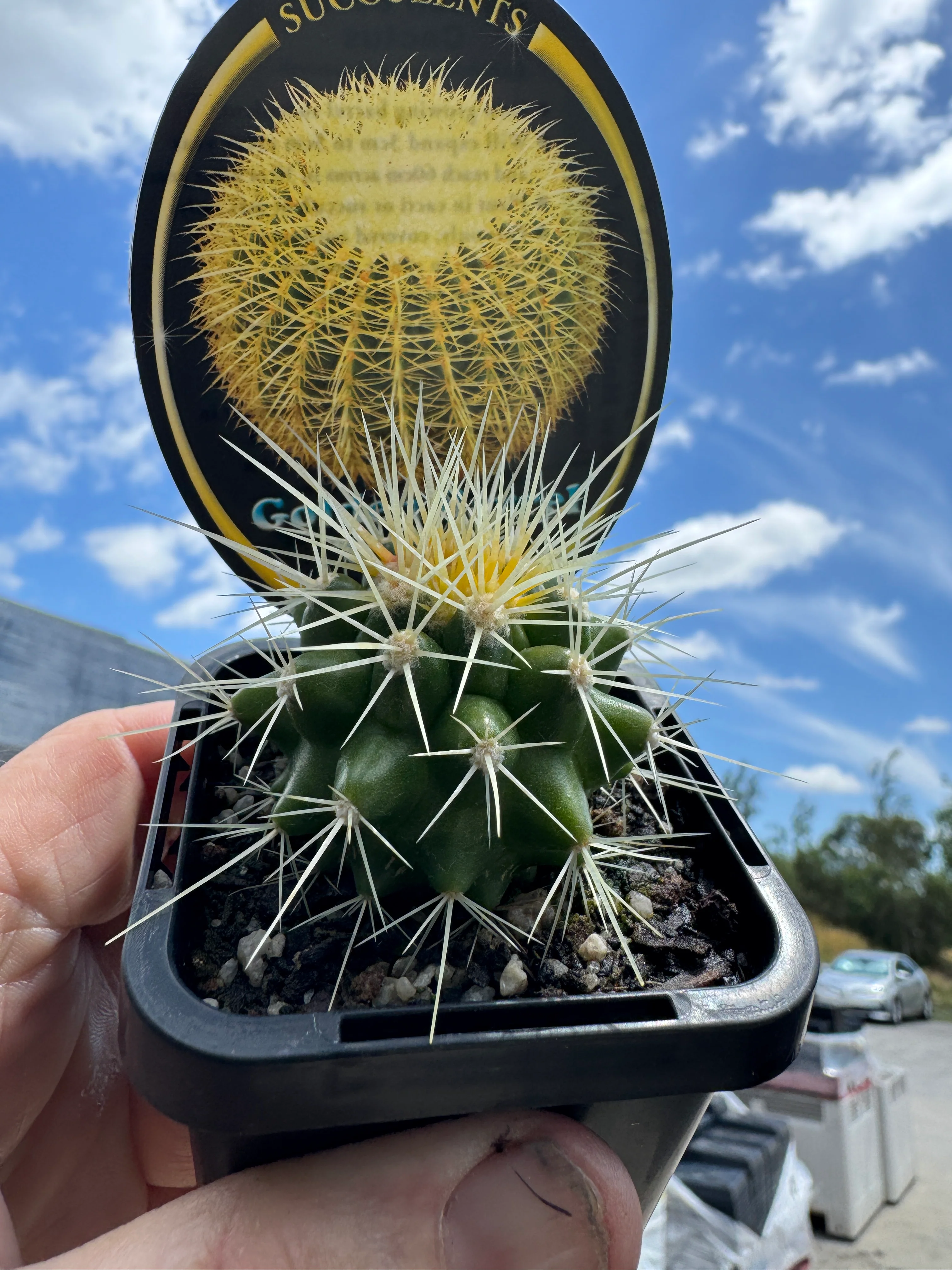 Echinocactus grusonii - Golden Barrel Cactus - Image 5