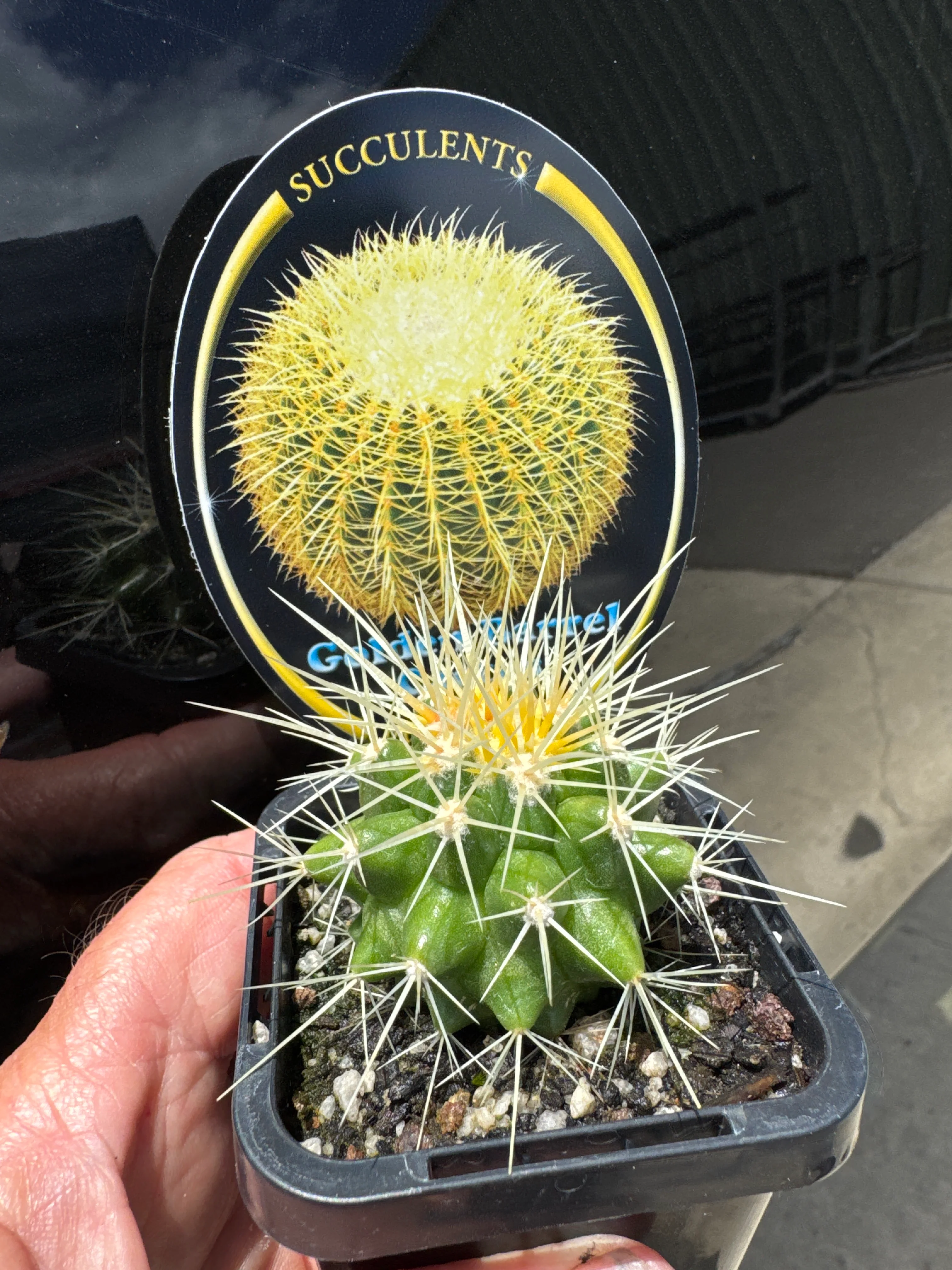 Echinocactus grusonii - Golden Barrel Cactus - Image 6