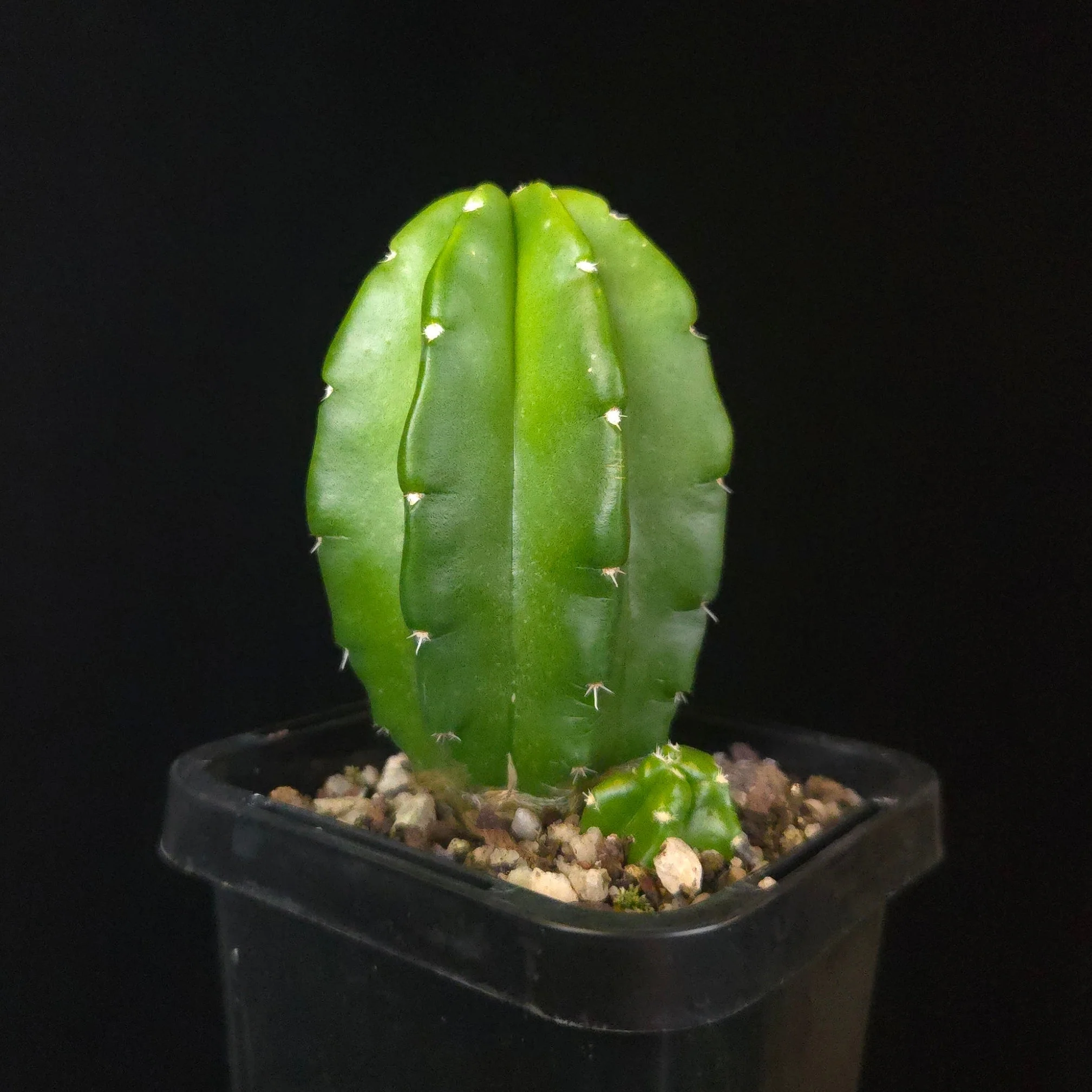 Echinocereus moricalii (syn. viereckii)