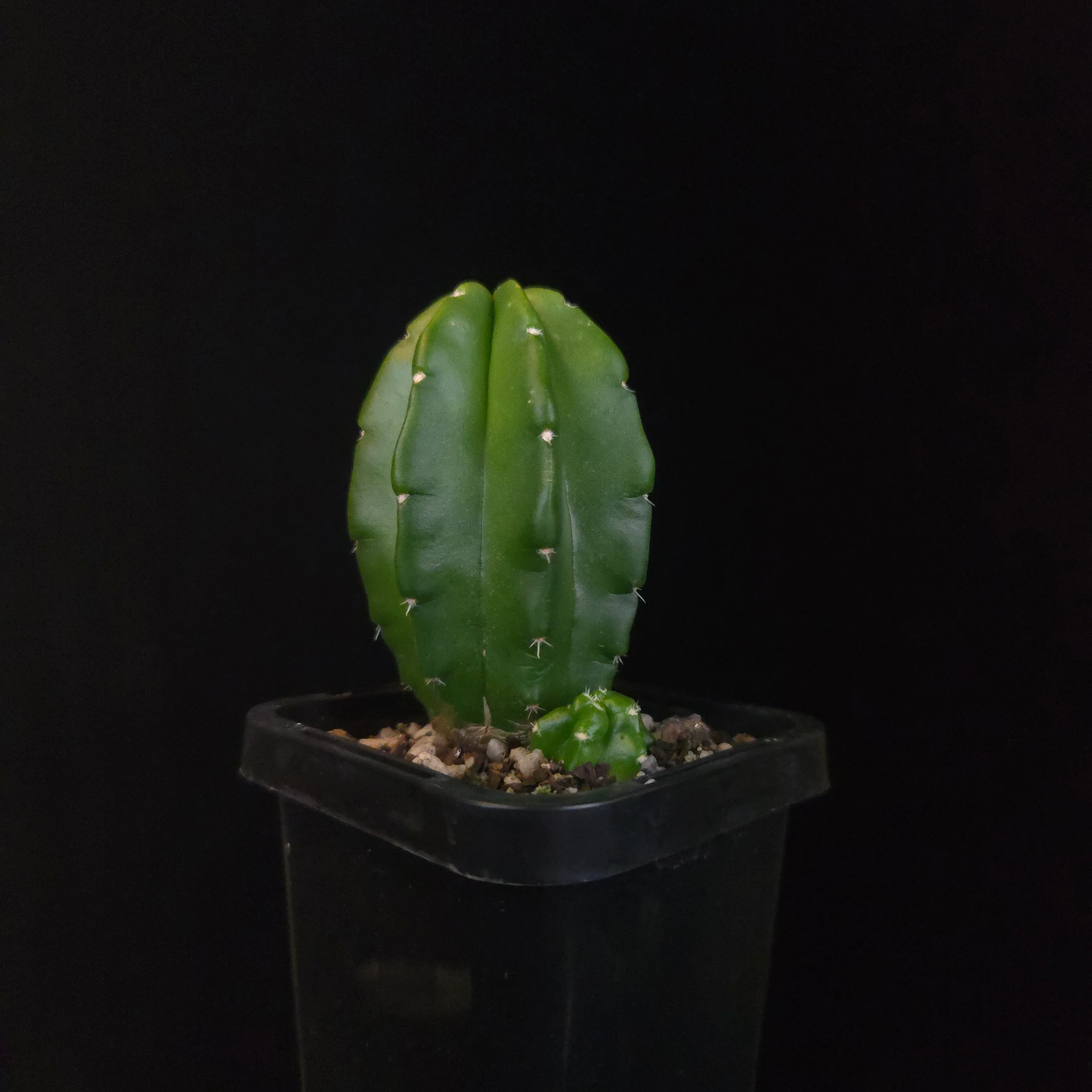 Echinocereus moricalii (syn. viereckii) - Image 2