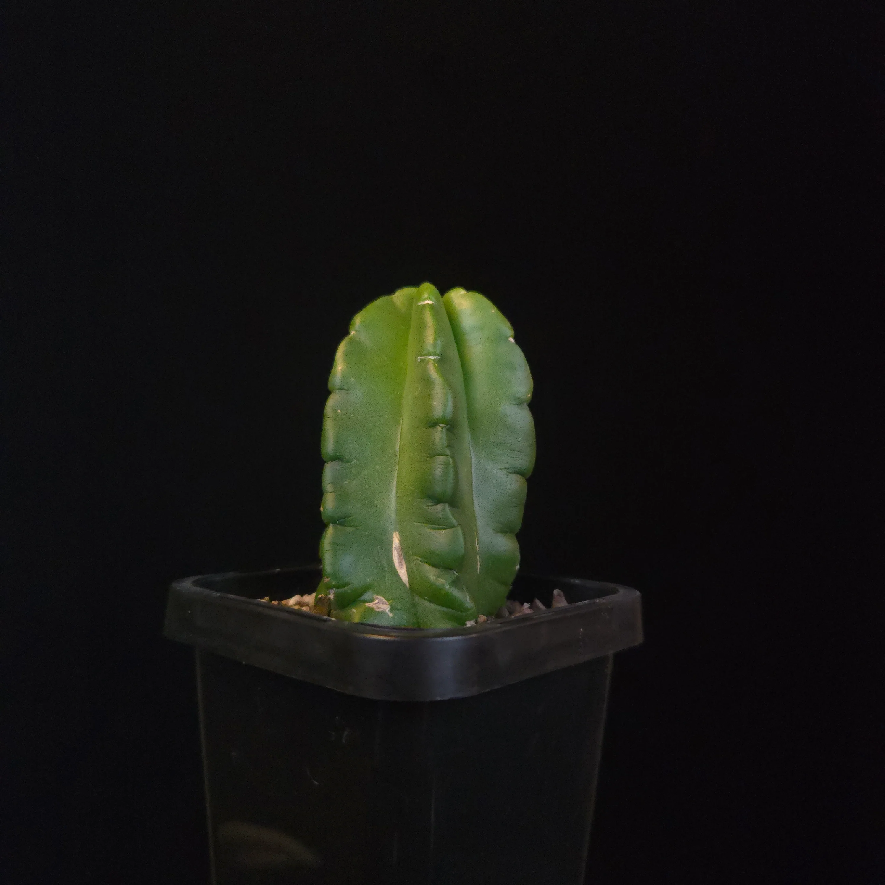 Echinocereus moricalii (syn. viereckii) - Image 3