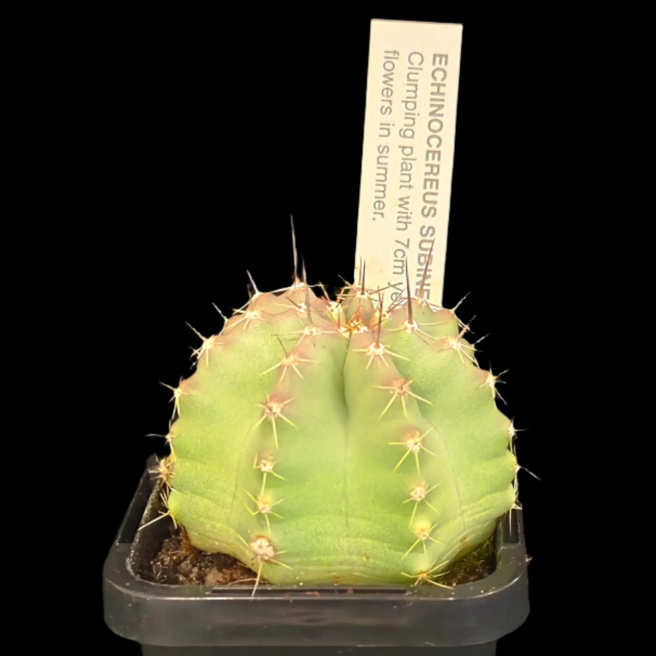 Echinocereus subinermis - Image 2