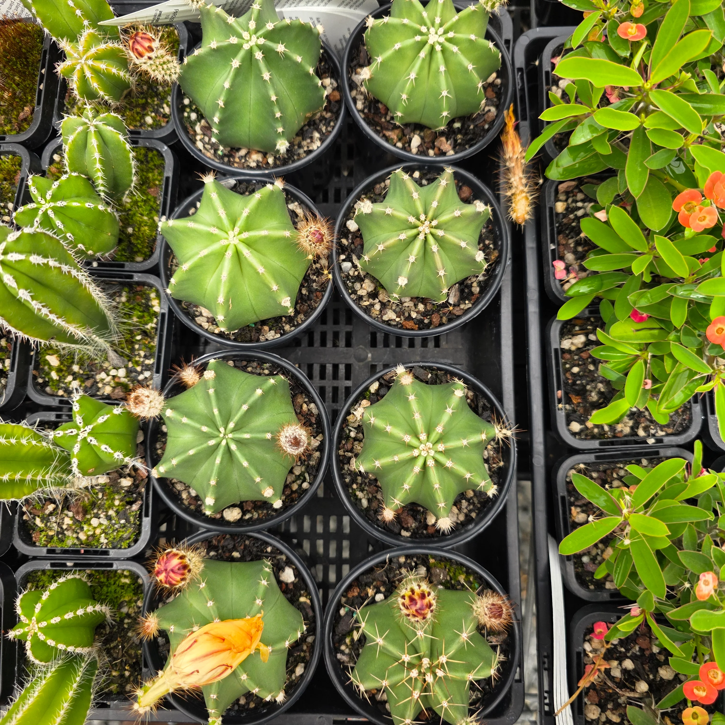Echinocereus subinermis - Image 3