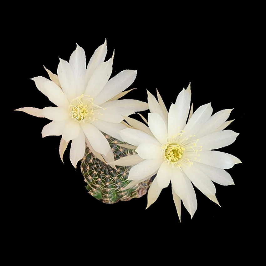 Lobivia arachnacantha (Syn. Echinopsis arachnacantha) White Form