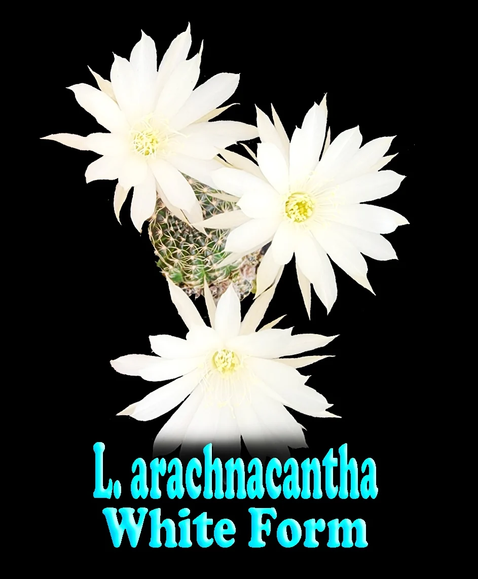 Lobivia arachnacantha (Syn. Echinopsis arachnacantha) White Form - Image 2