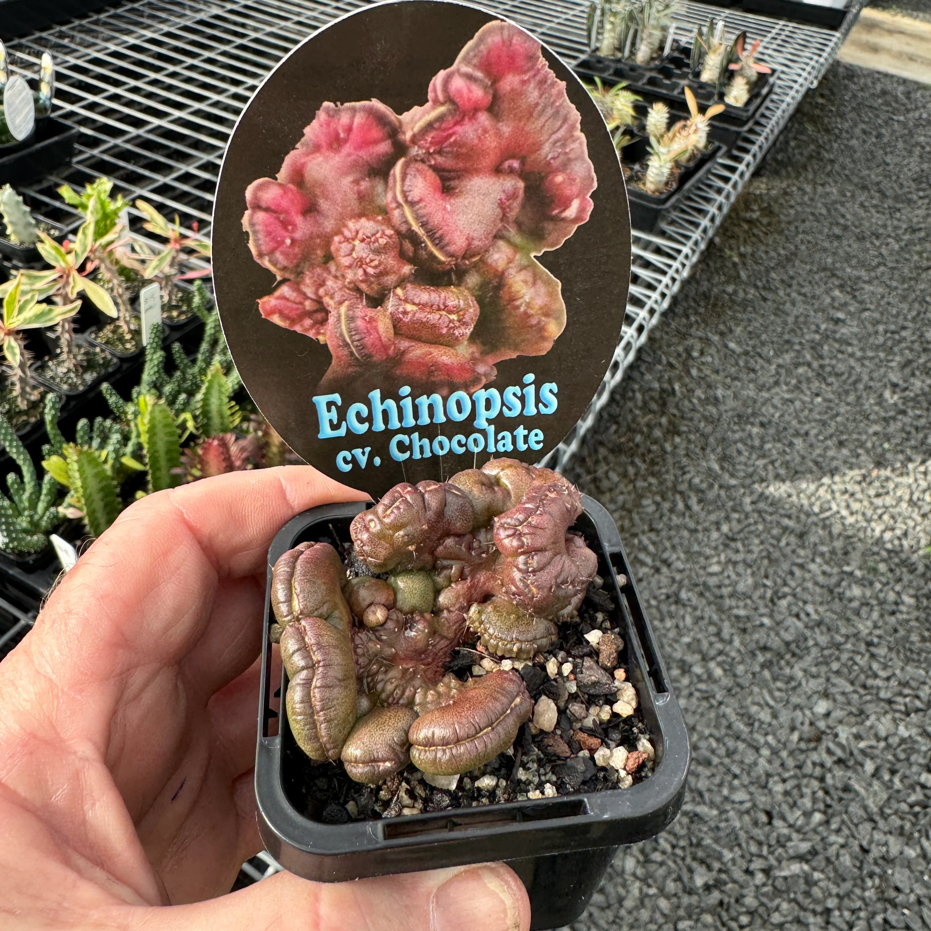 Echinopsis 'Chocolate' - Image 2