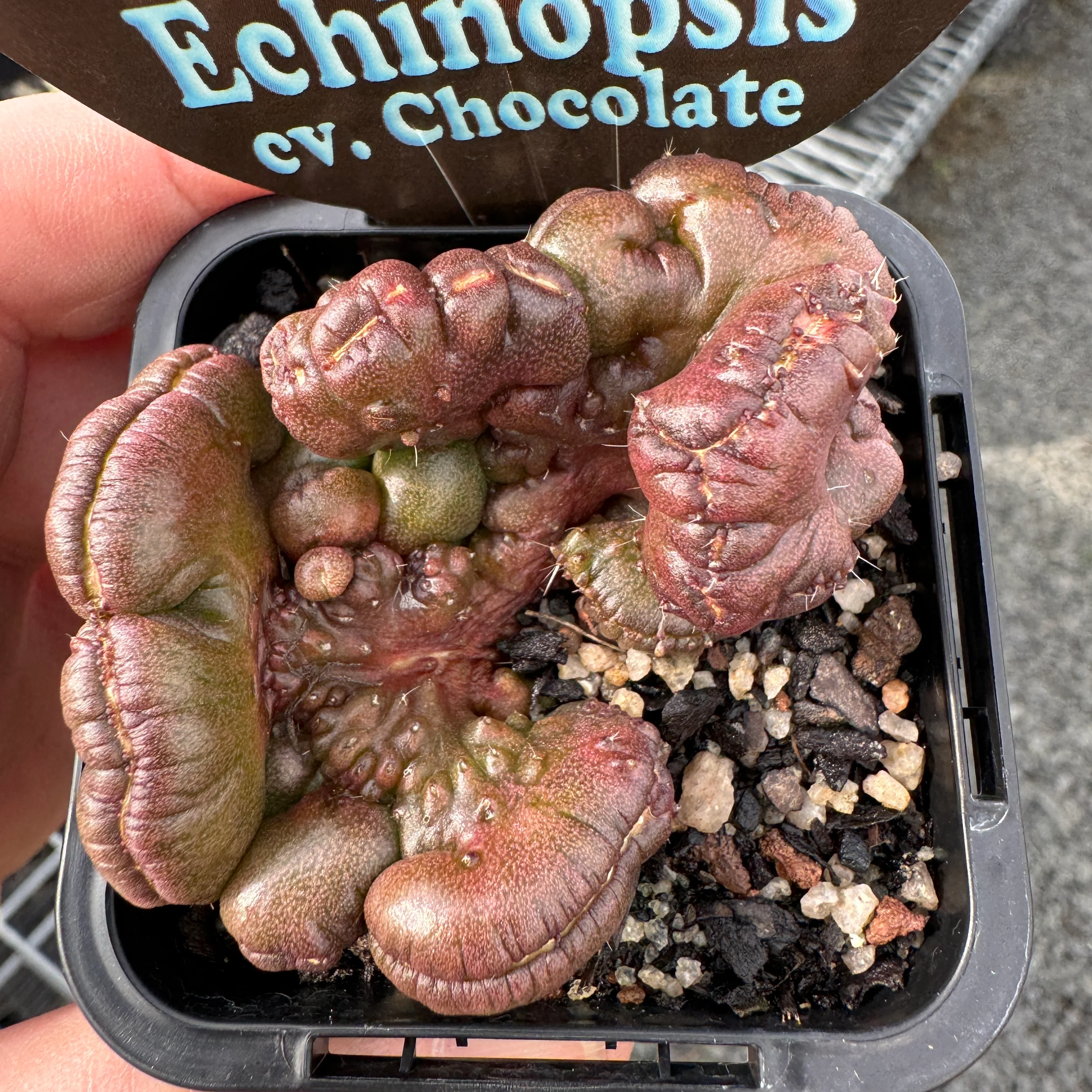 Echinopsis 'Chocolate' - Image 3