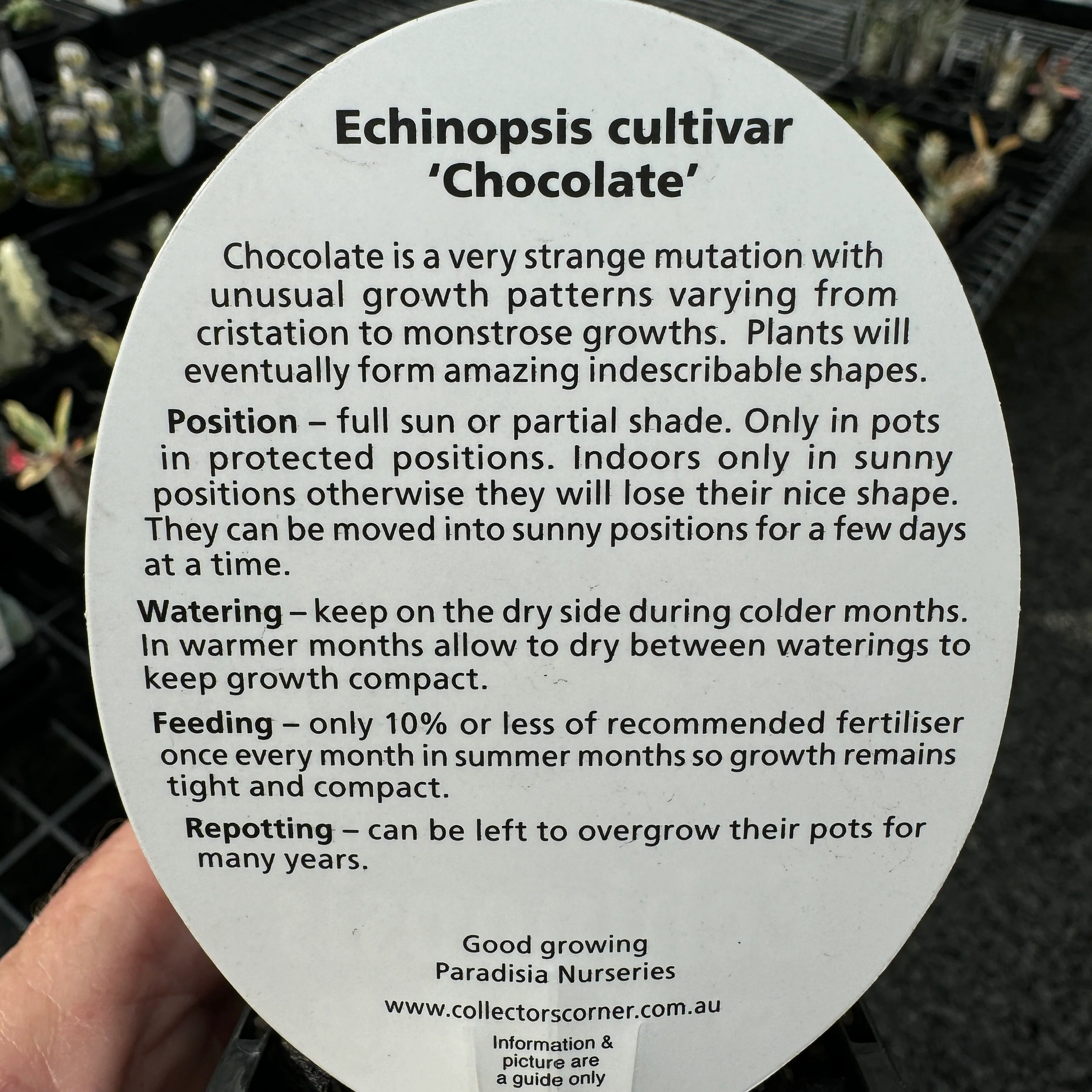 Echinopsis 'Chocolate' - Image 4