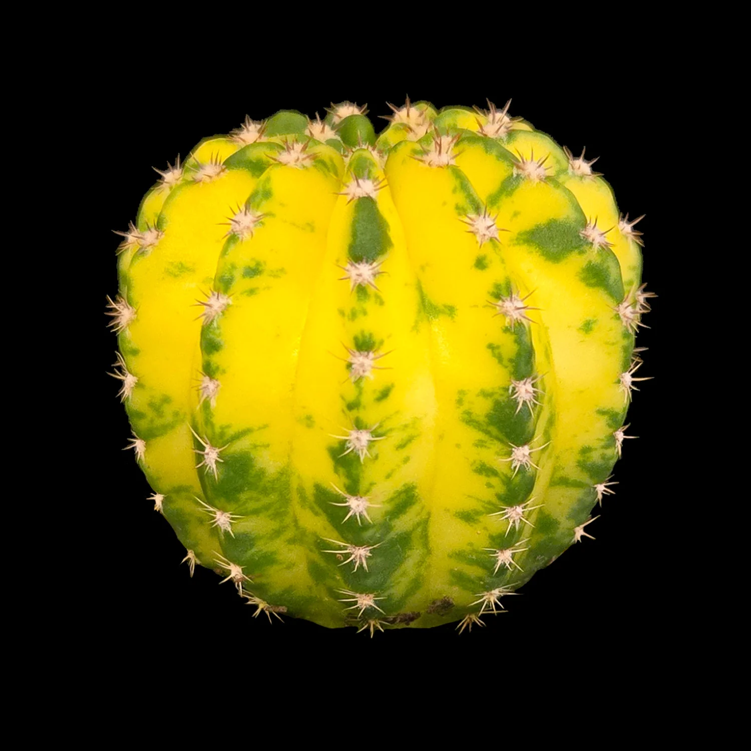 Echinopsis 'Sunrise'