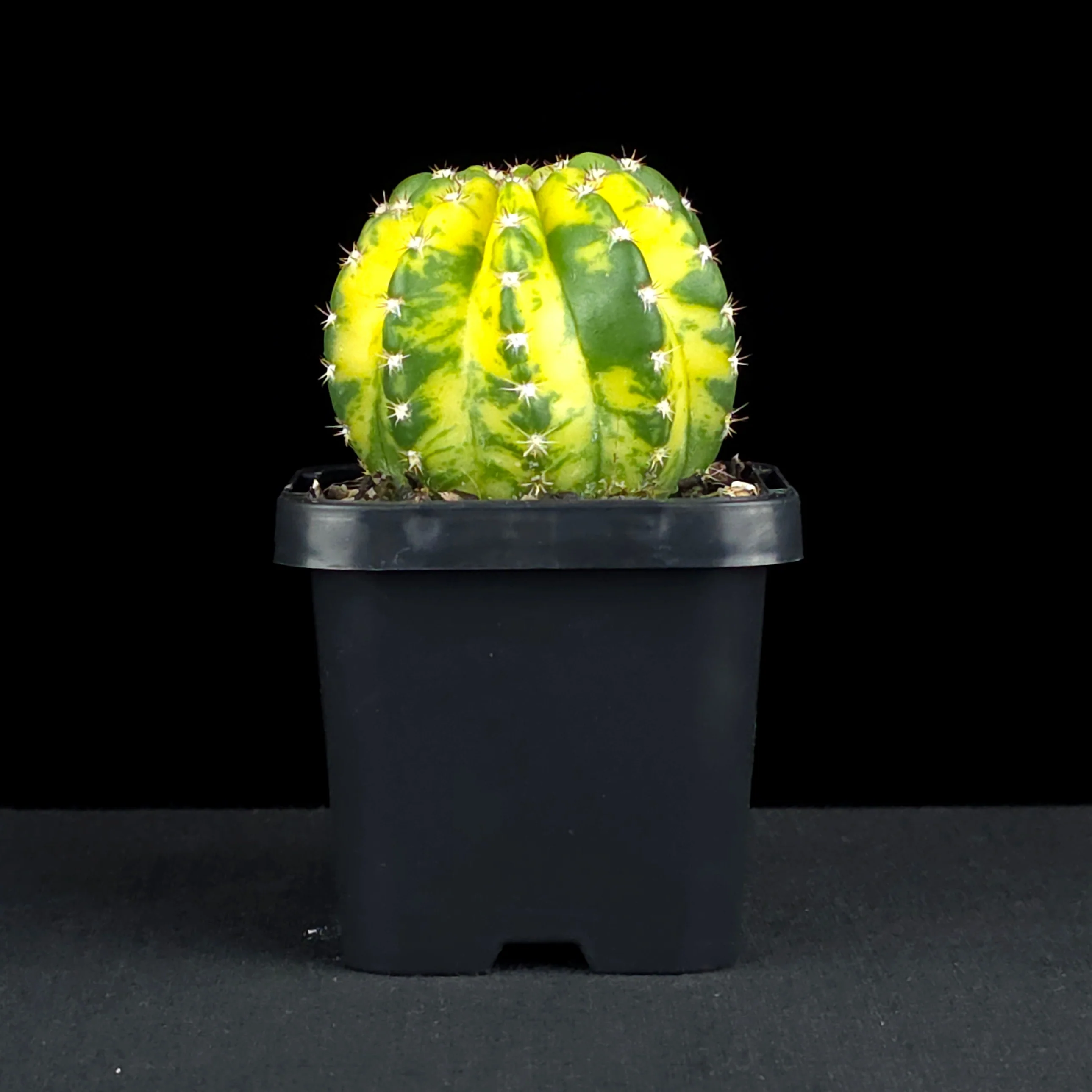 Echinopsis 'Sunrise' - Image 2