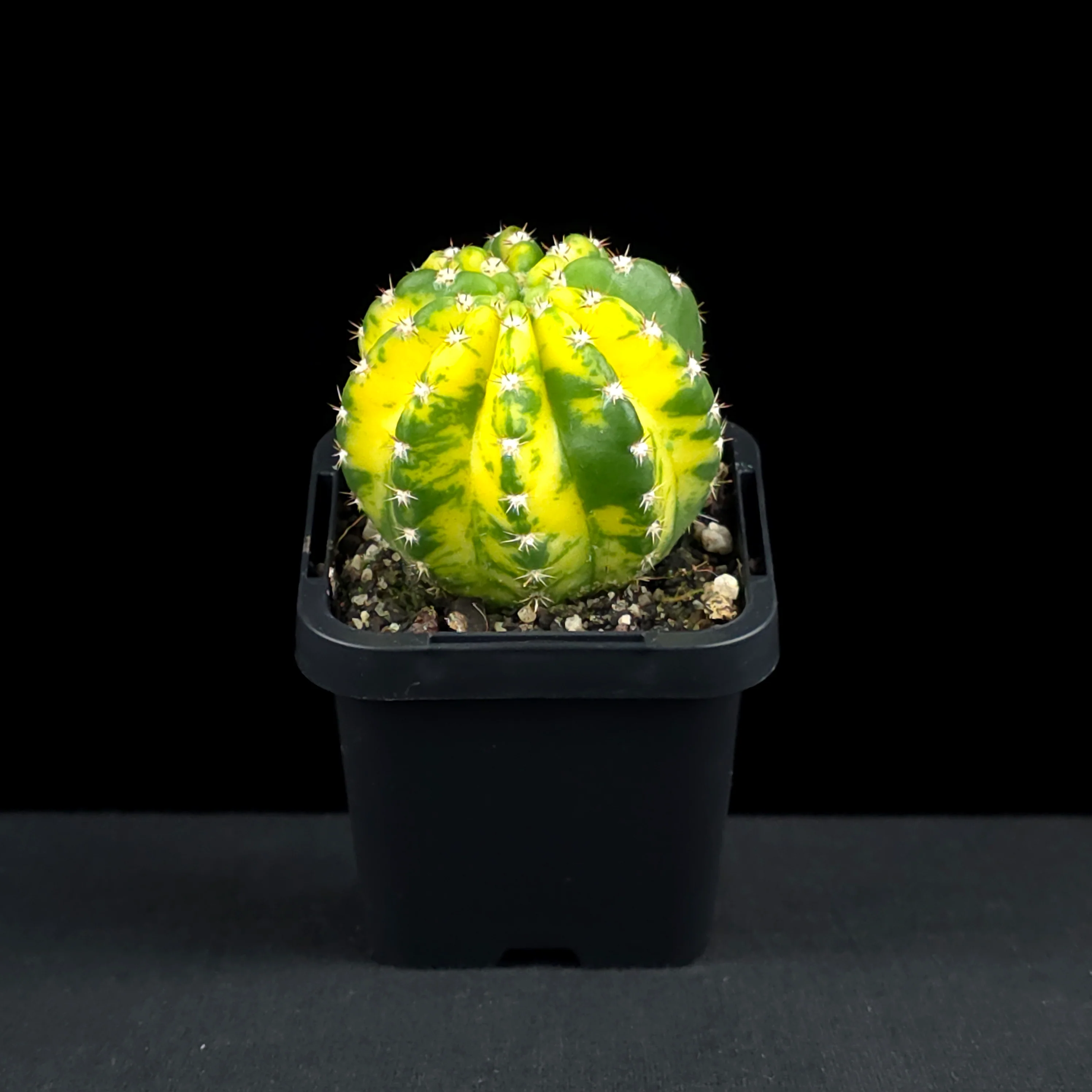 Echinopsis 'Sunrise' - Image 3