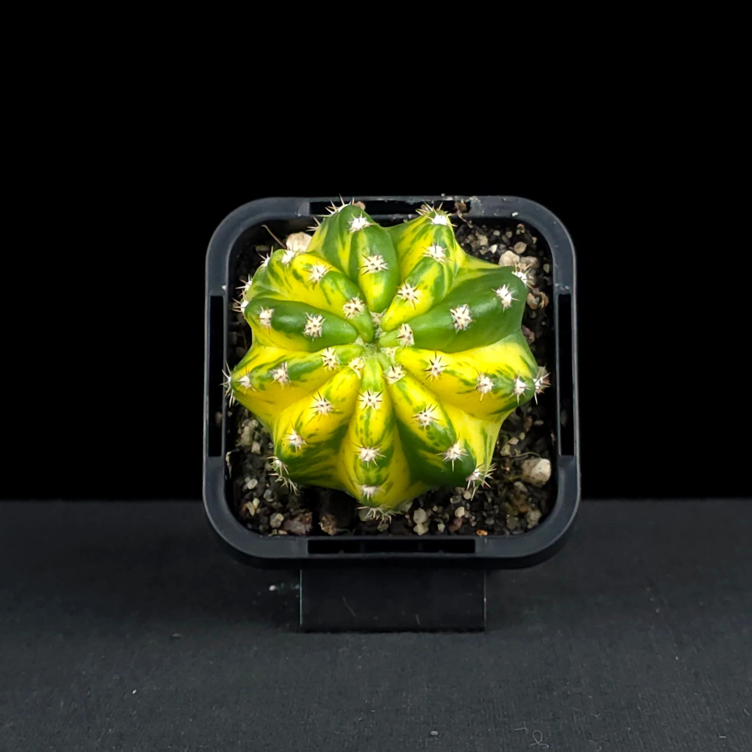 Echinopsis 'Sunrise' - Image 4