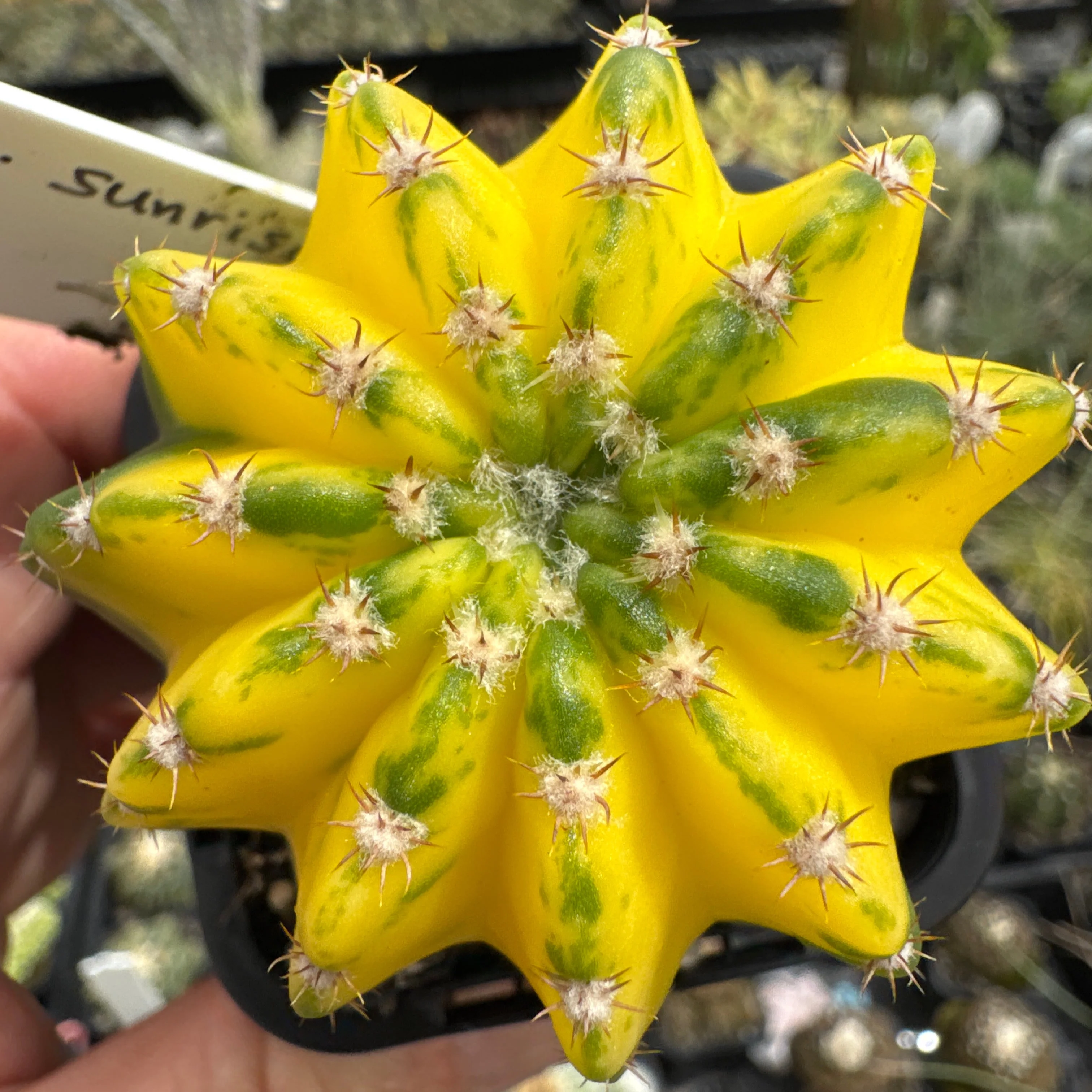 Echinopsis 'Sunrise' - Image 5