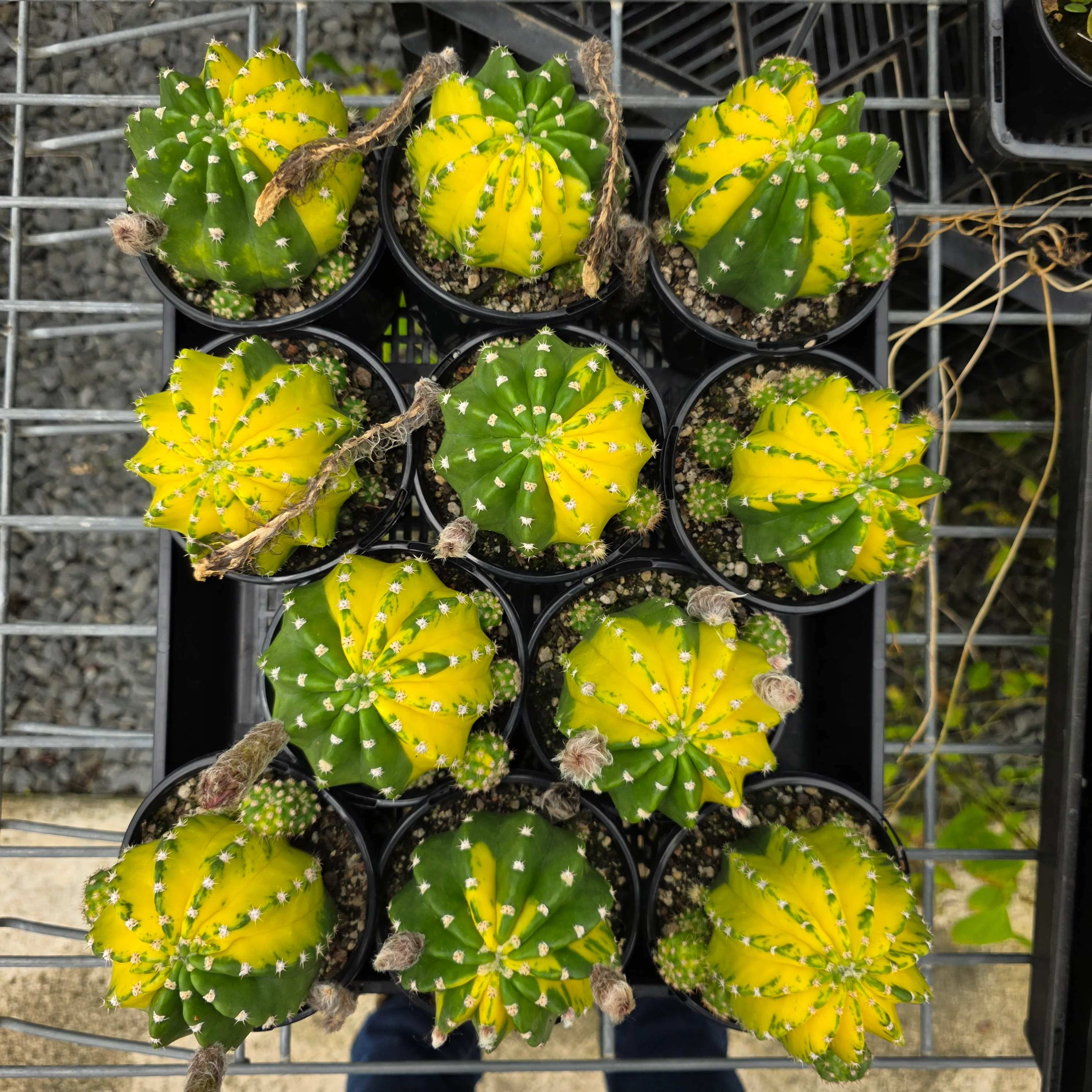 Echinopsis 'Sunrise' - Image 6