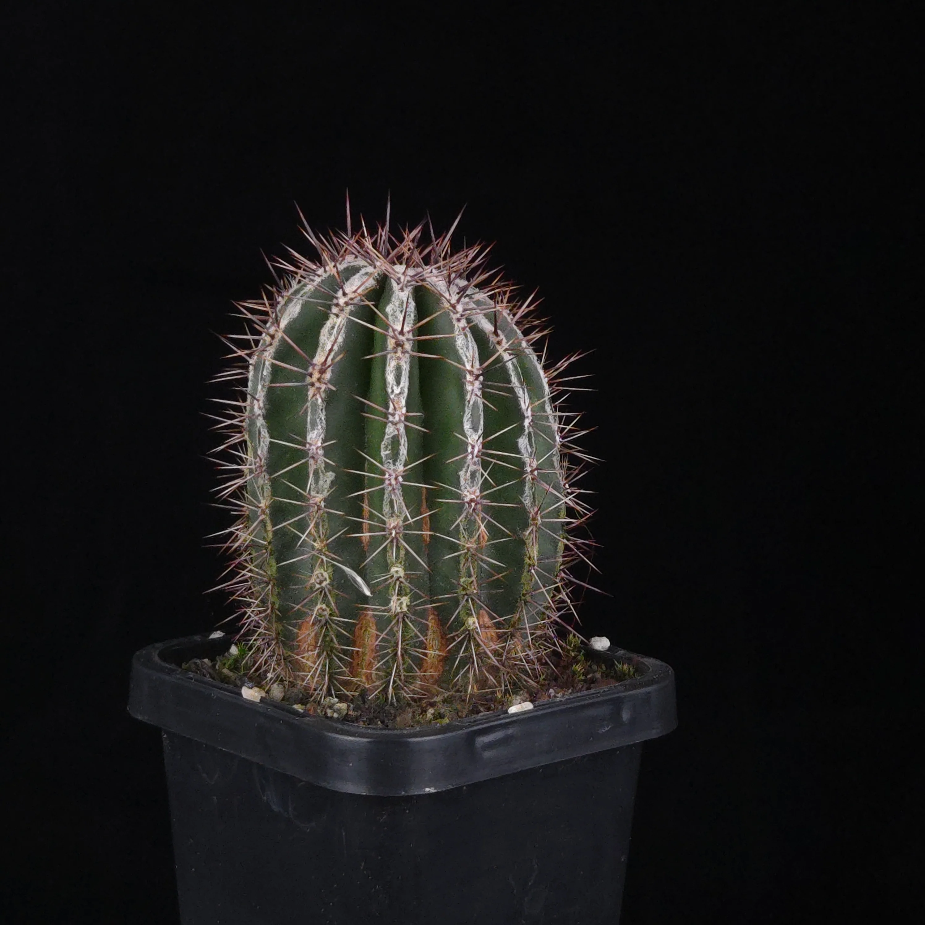Echinopsis 'Haku-jo'
