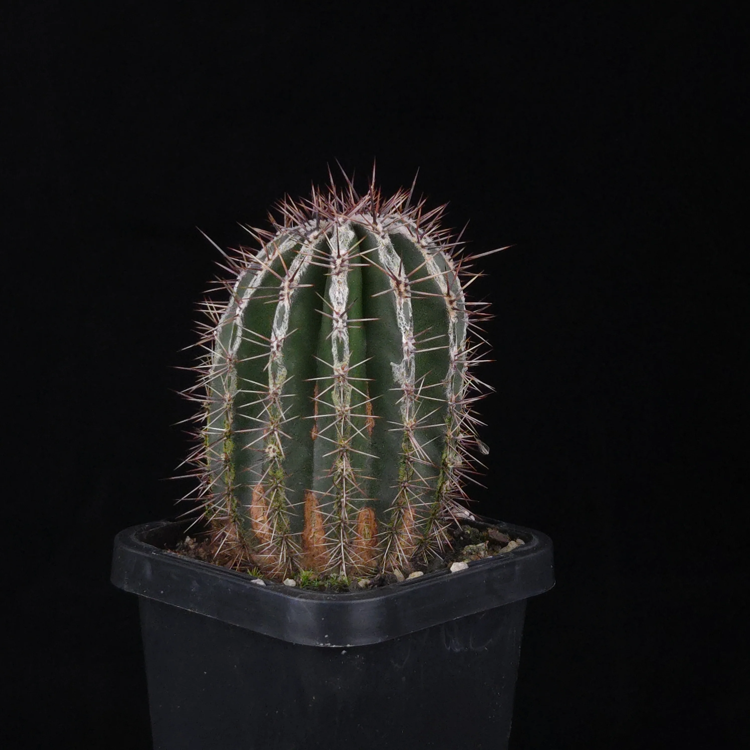 Echinopsis 'Haku-jo' - Image 2