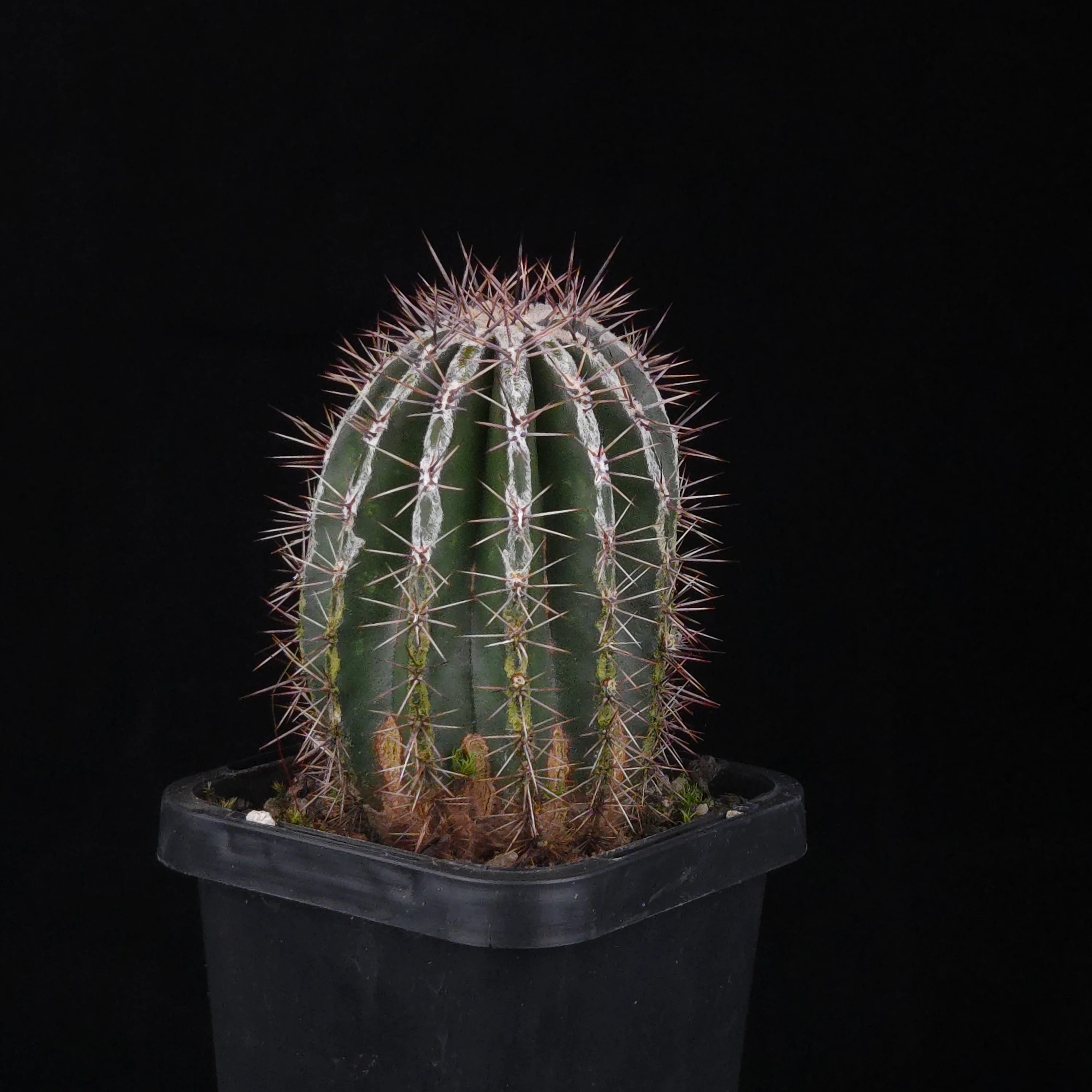 Echinopsis 'Haku-jo' - Image 3